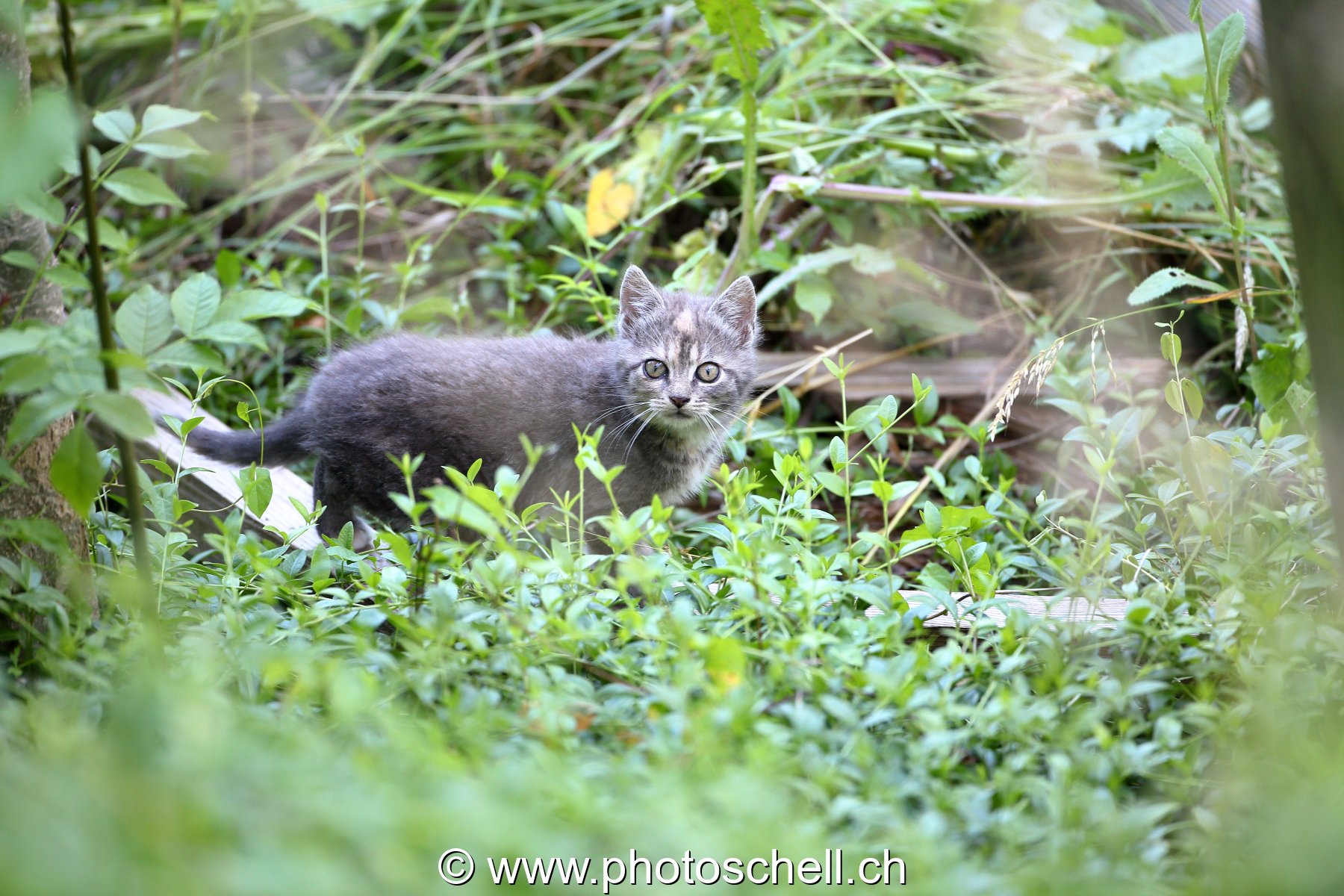 Aventure solitaire