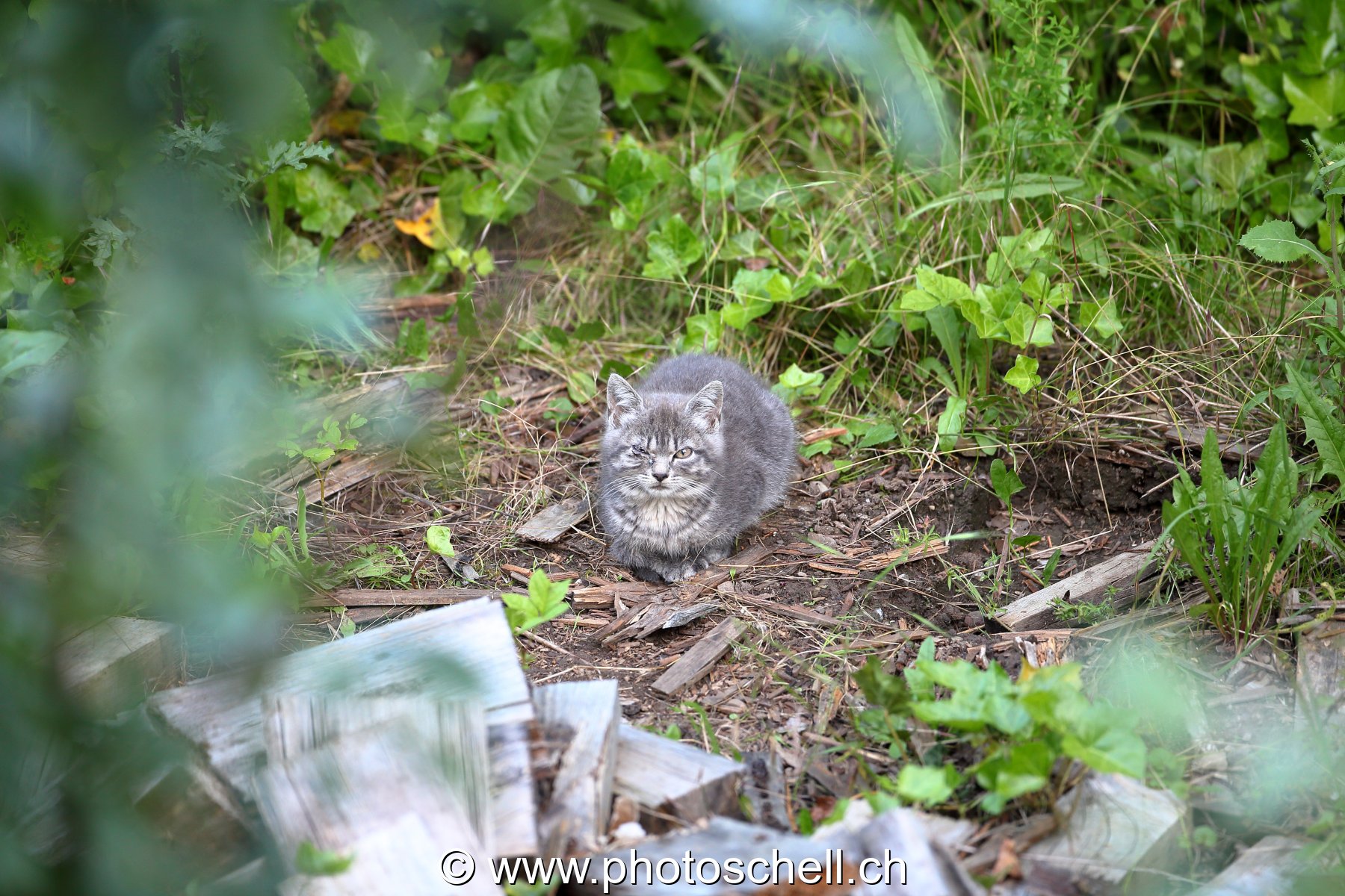 Chaton sauvage avec une infection