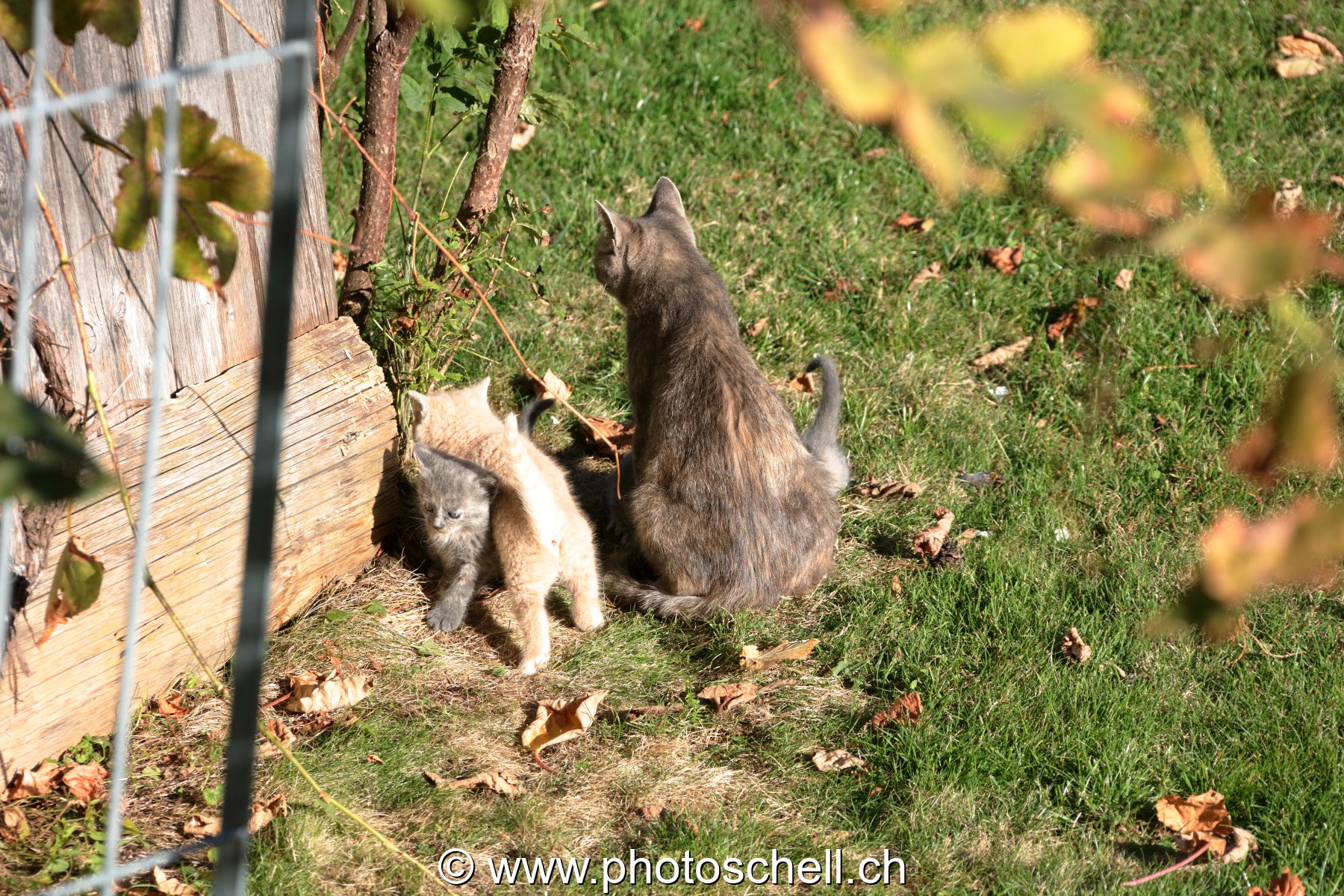 Nouvelle portée : la mère et ses chatons