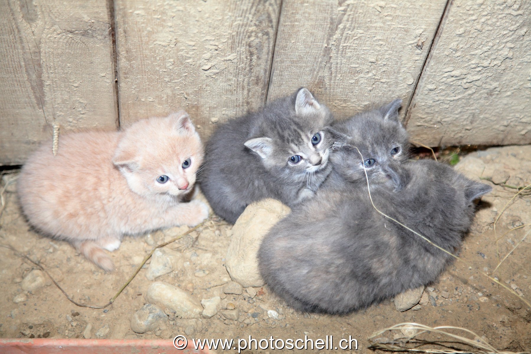 Jeunes chatons