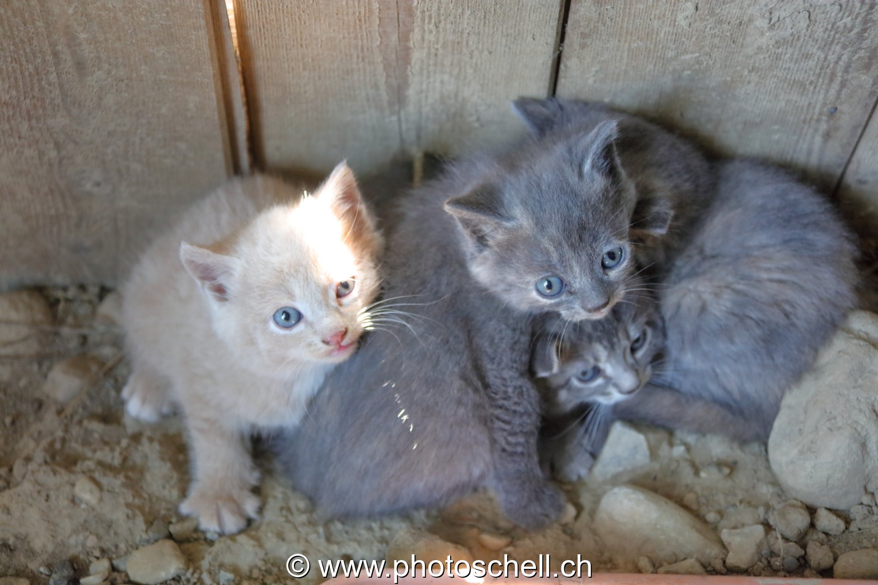 Jeunes chatons
