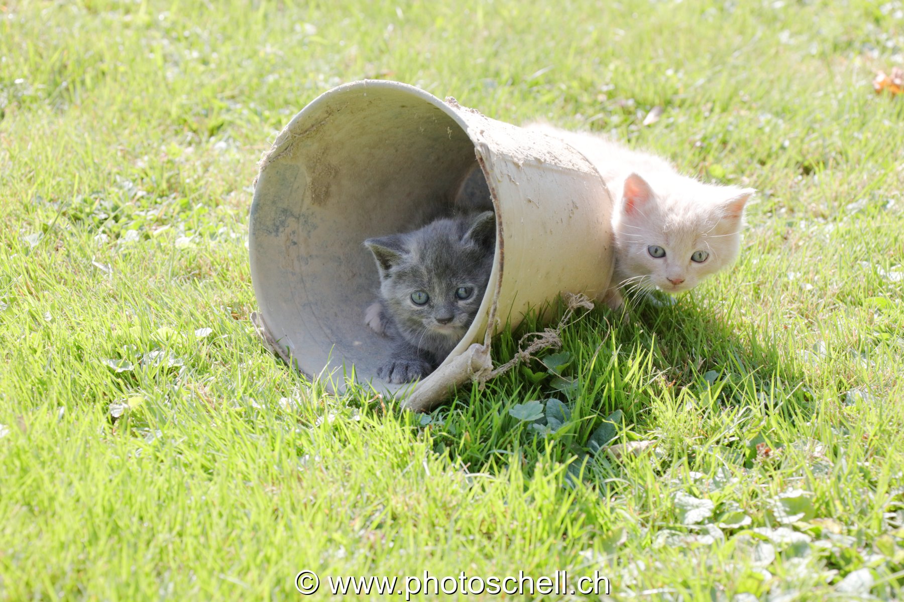 Chatons sauvages jouant dans un seau