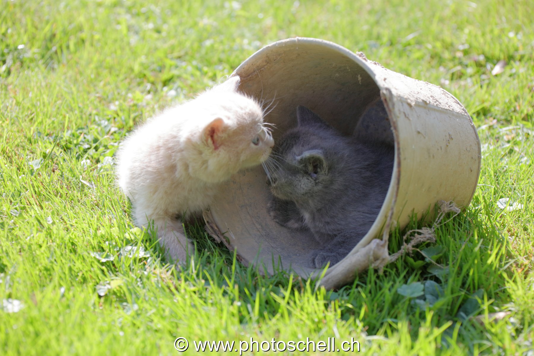 Chatons sauvages jouant dans un seau
