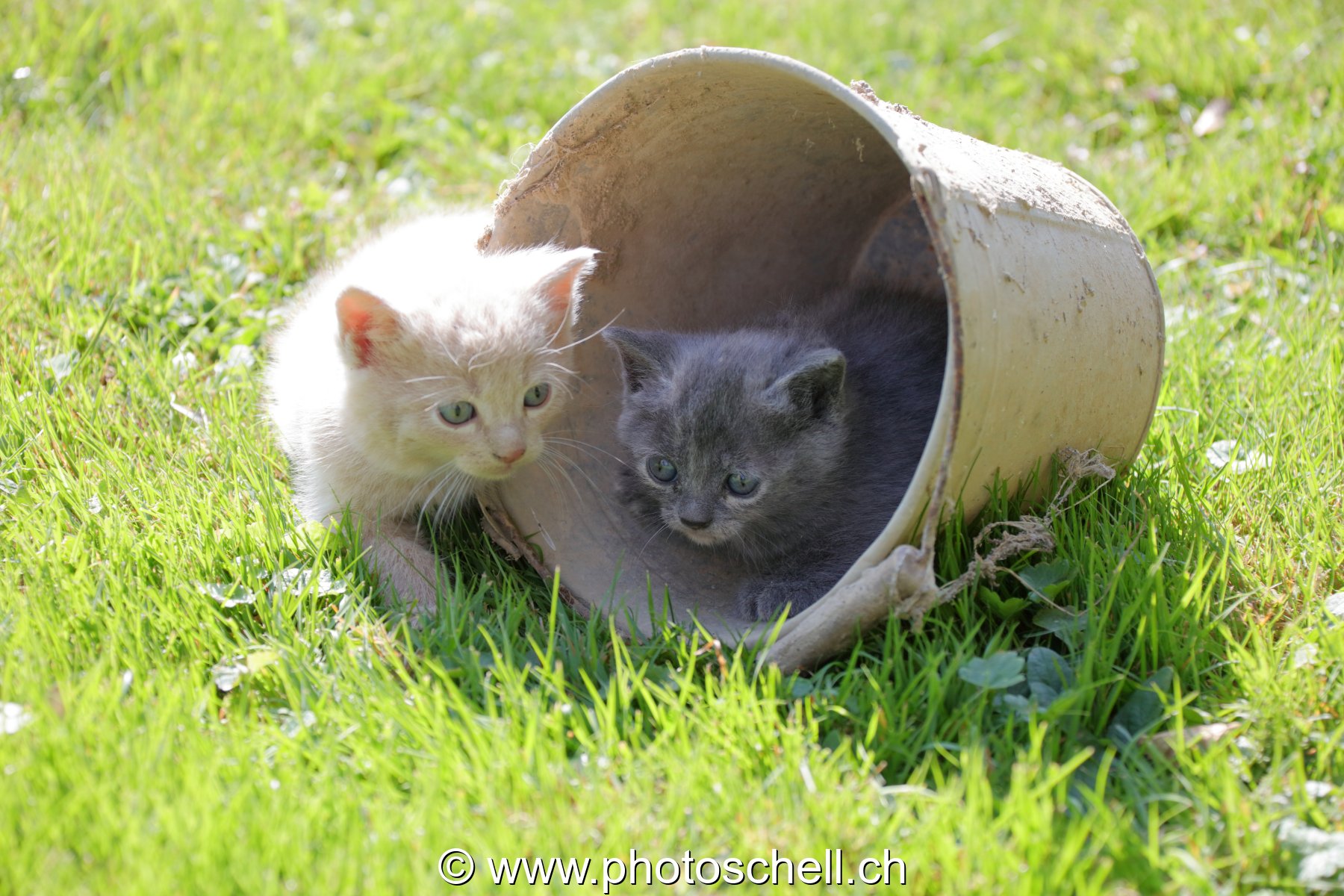 Chatons sauvages jouant dans un seau