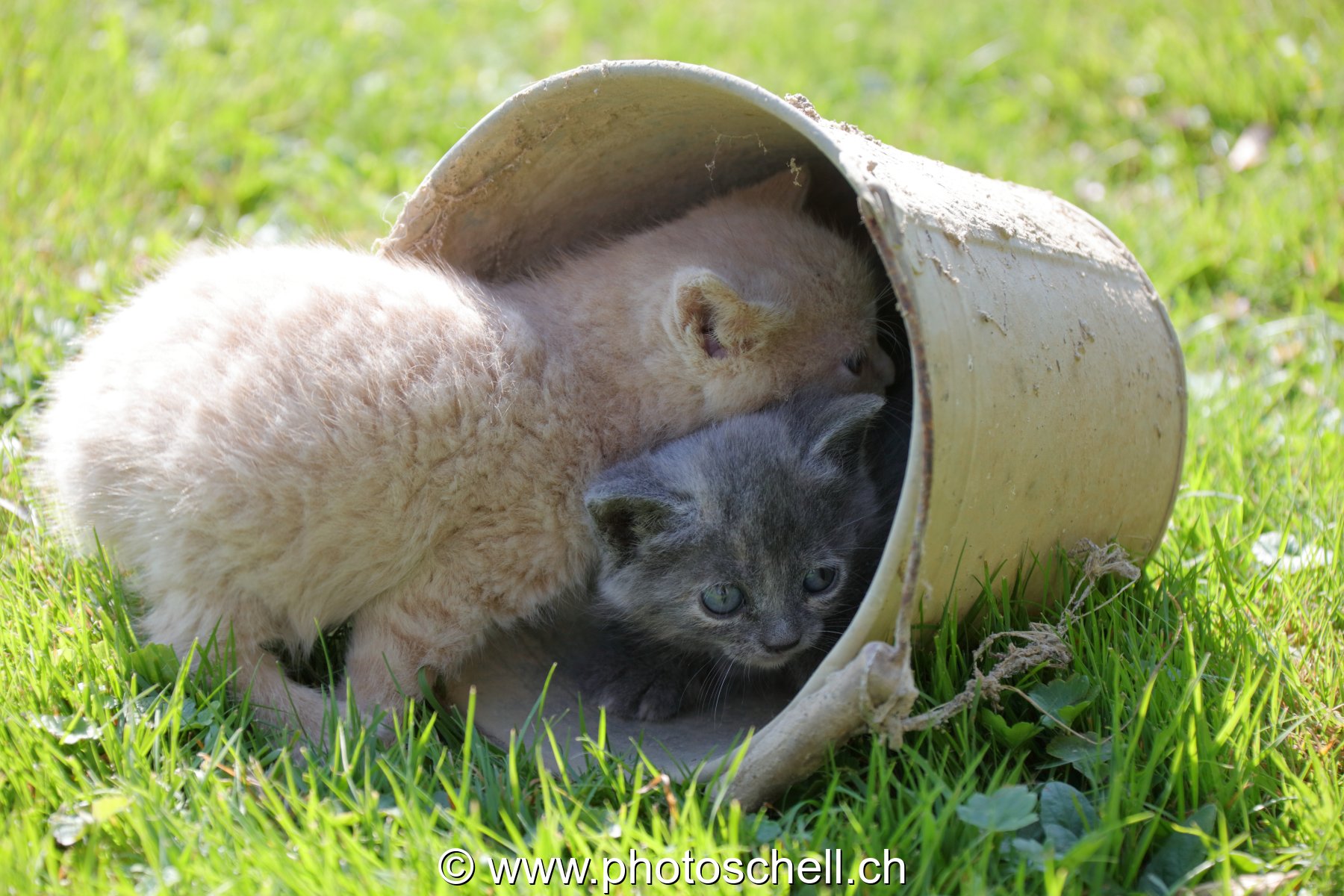 Chatons sauvages jouant dans un seau