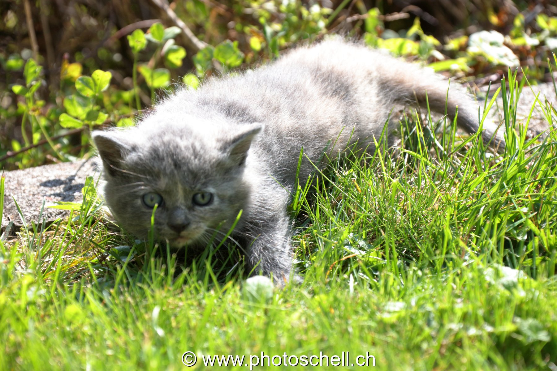 Chaton dans l'herbe