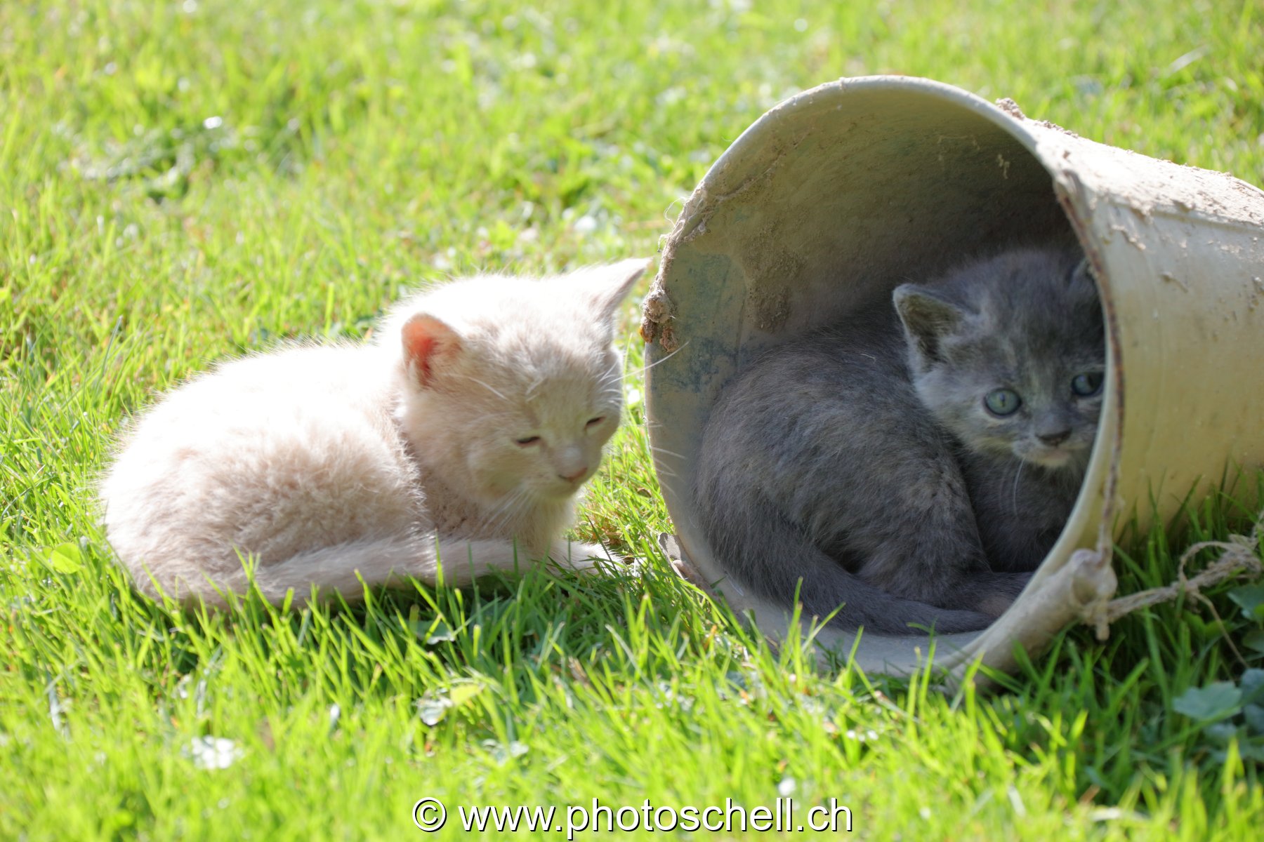Chatons sauvages jouant dans un seau