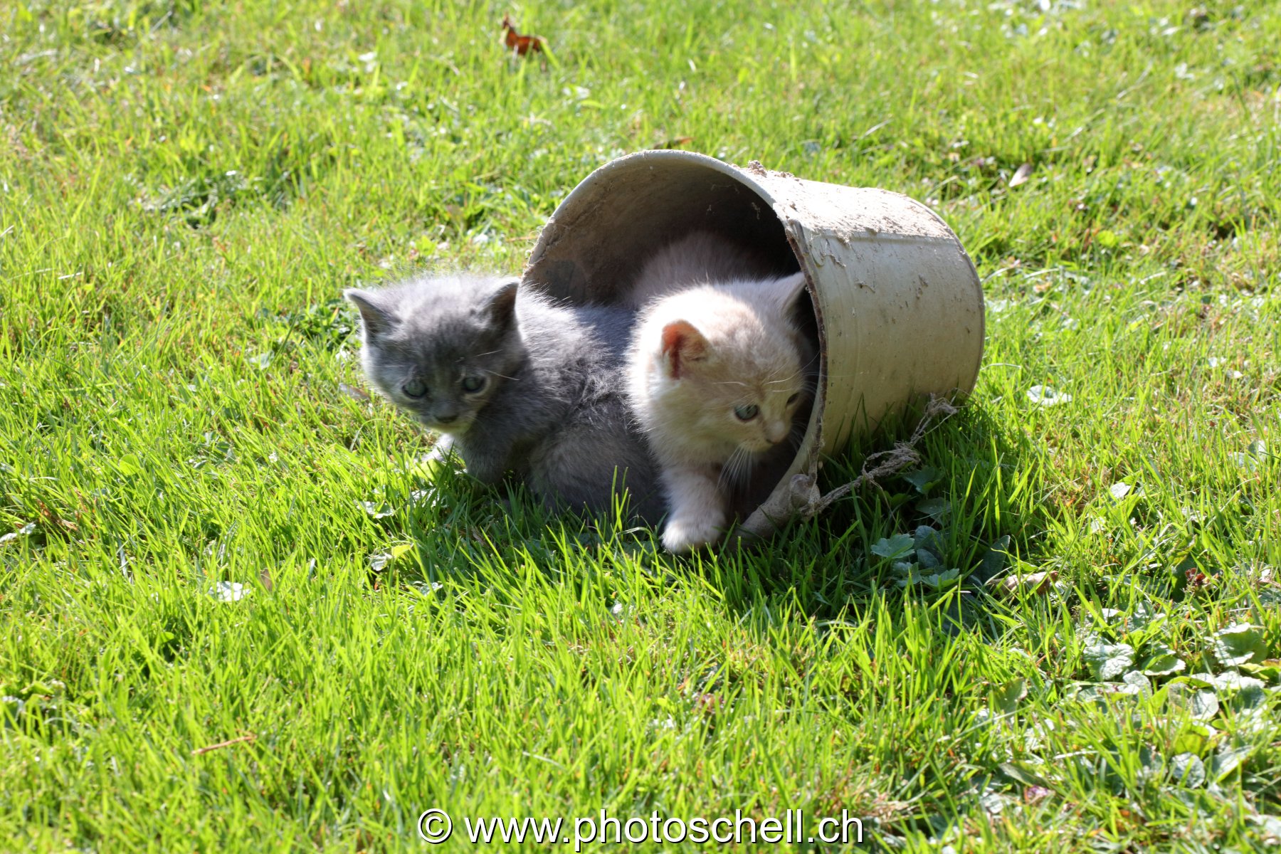 Chatons sauvages jouant dans un seau