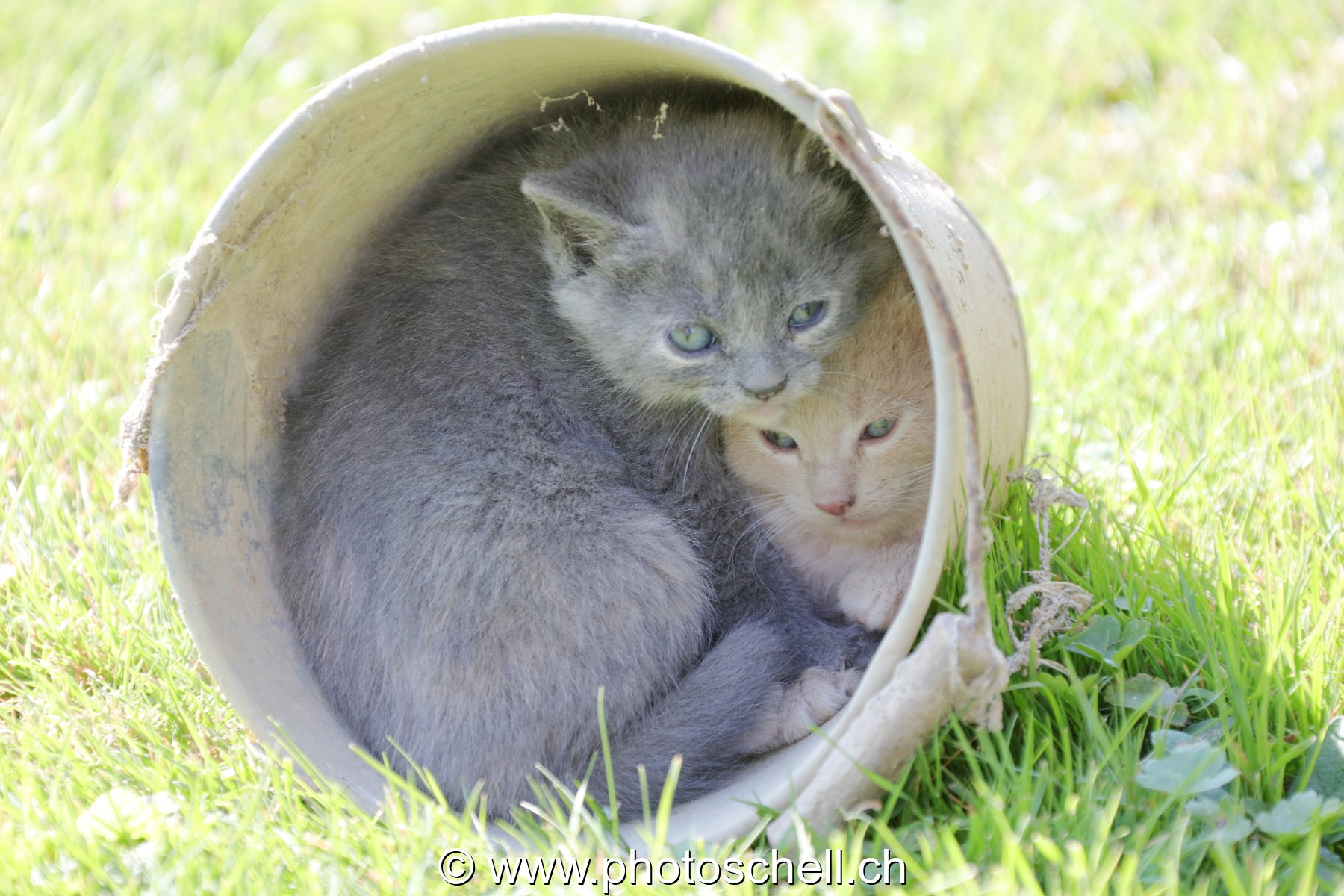 Chatons sauvages jouant dans un seau