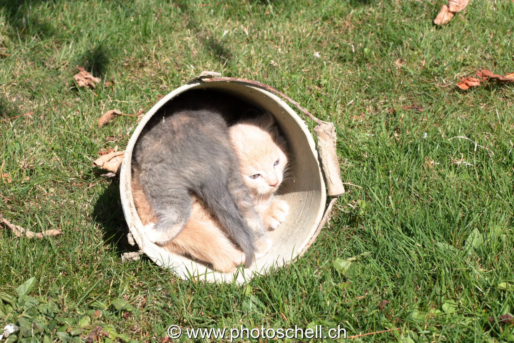Chatons sauvages jouant dans un seau