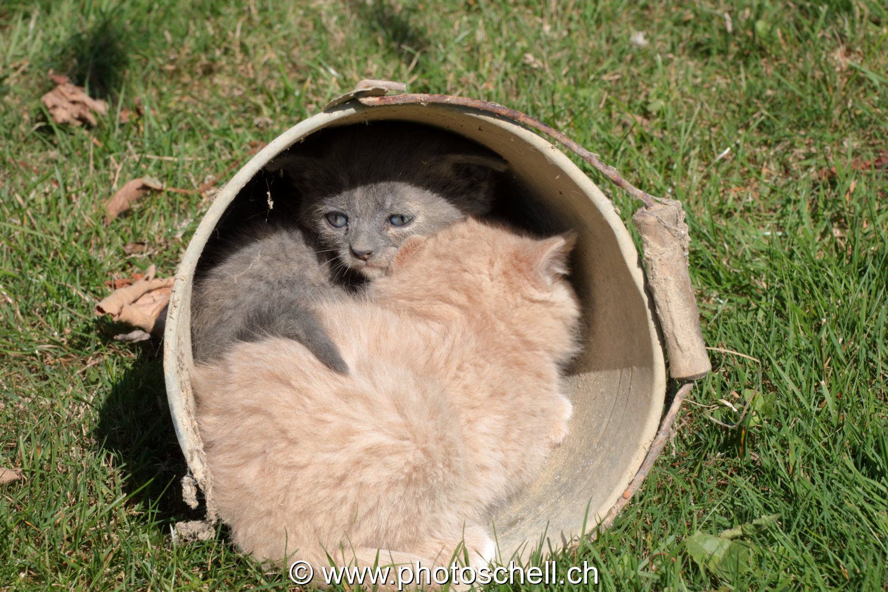 Chatons sauvages jouant dans un seau
