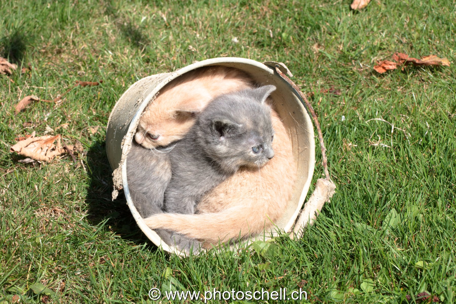 Chatons sauvages jouant dans un seau