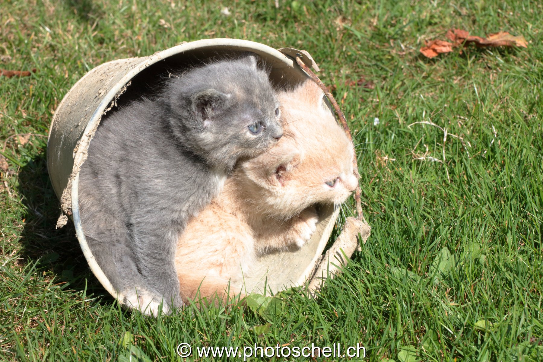 Chatons sauvages jouant dans un seau