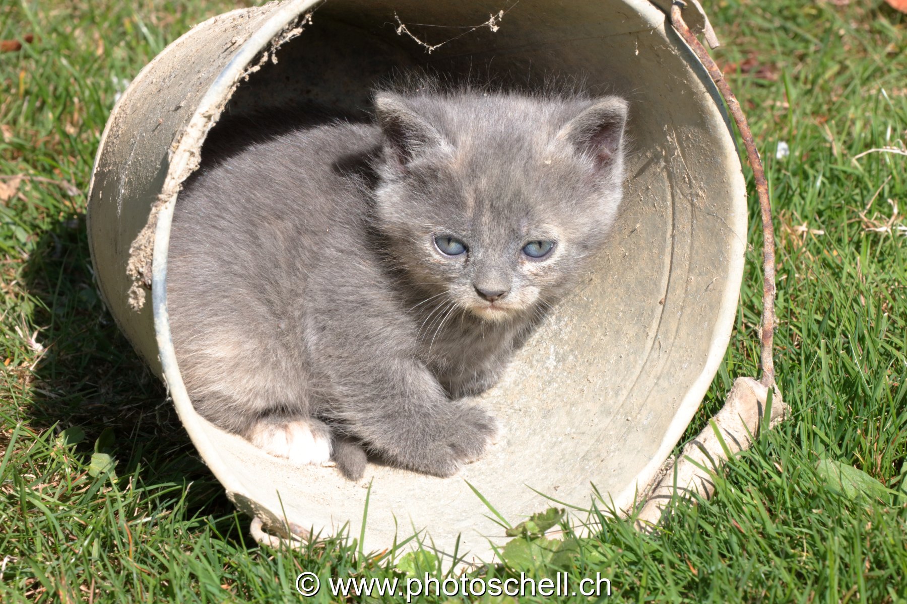 Chatons sauvages jouant dans un seau