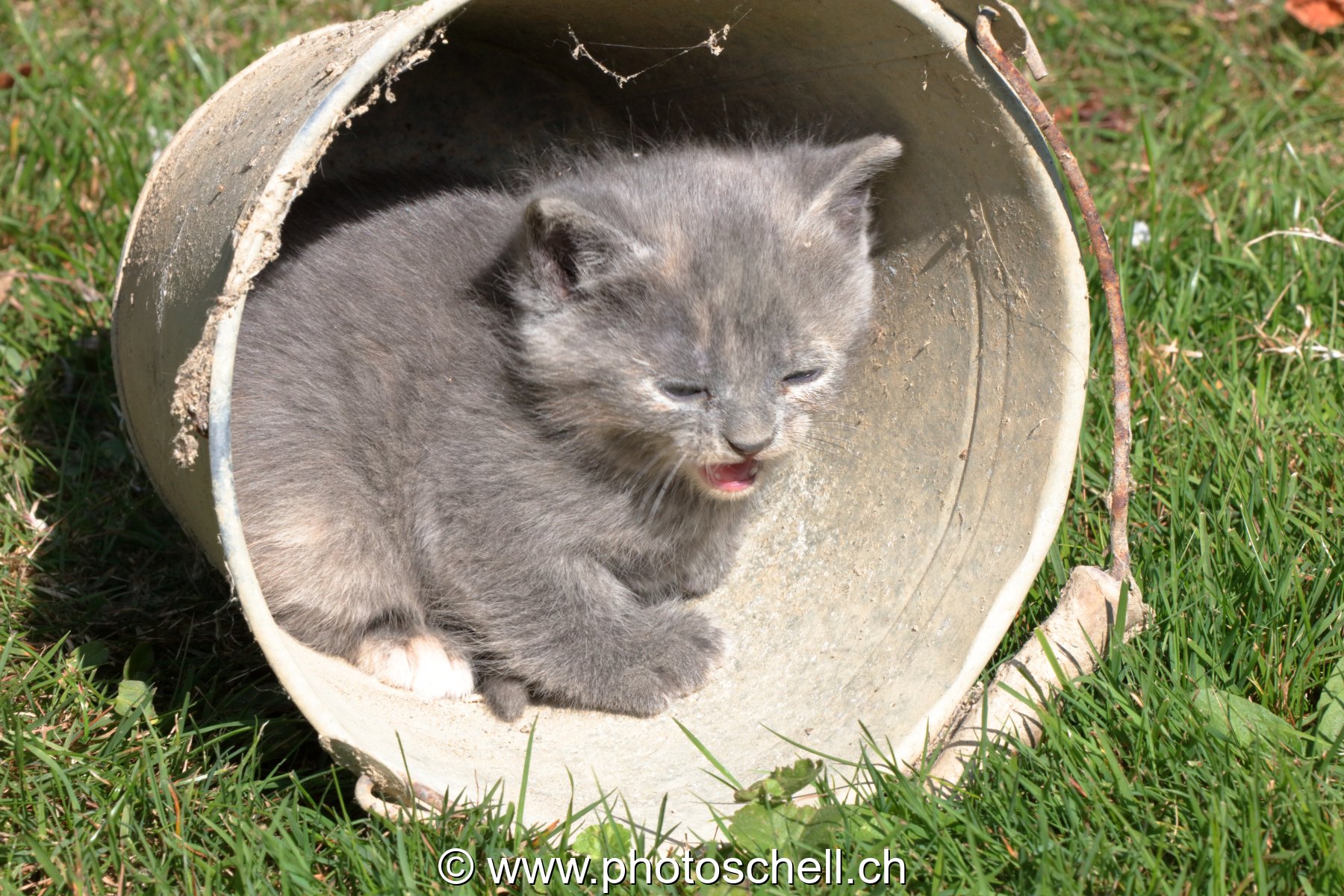 Chatons sauvages jouant dans un seau