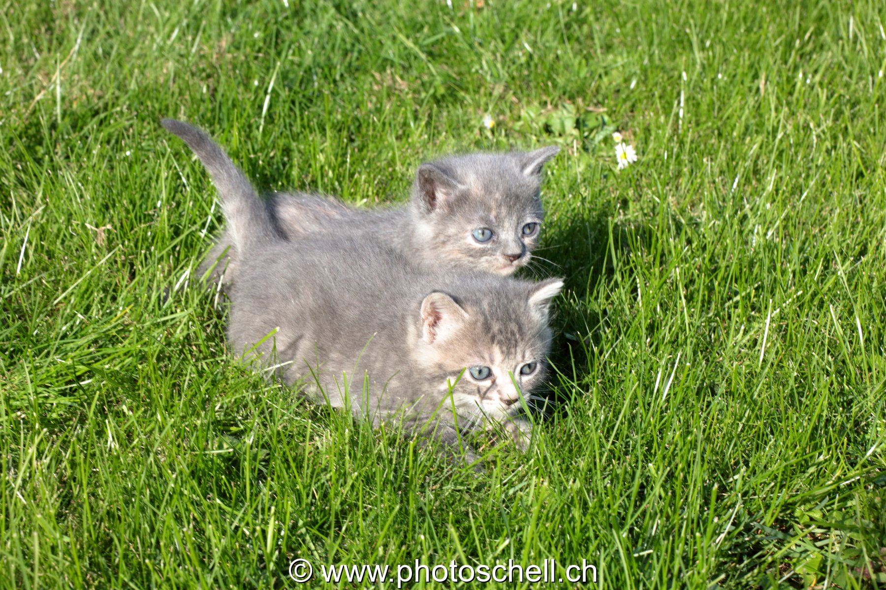 Chatons dans l'herbe