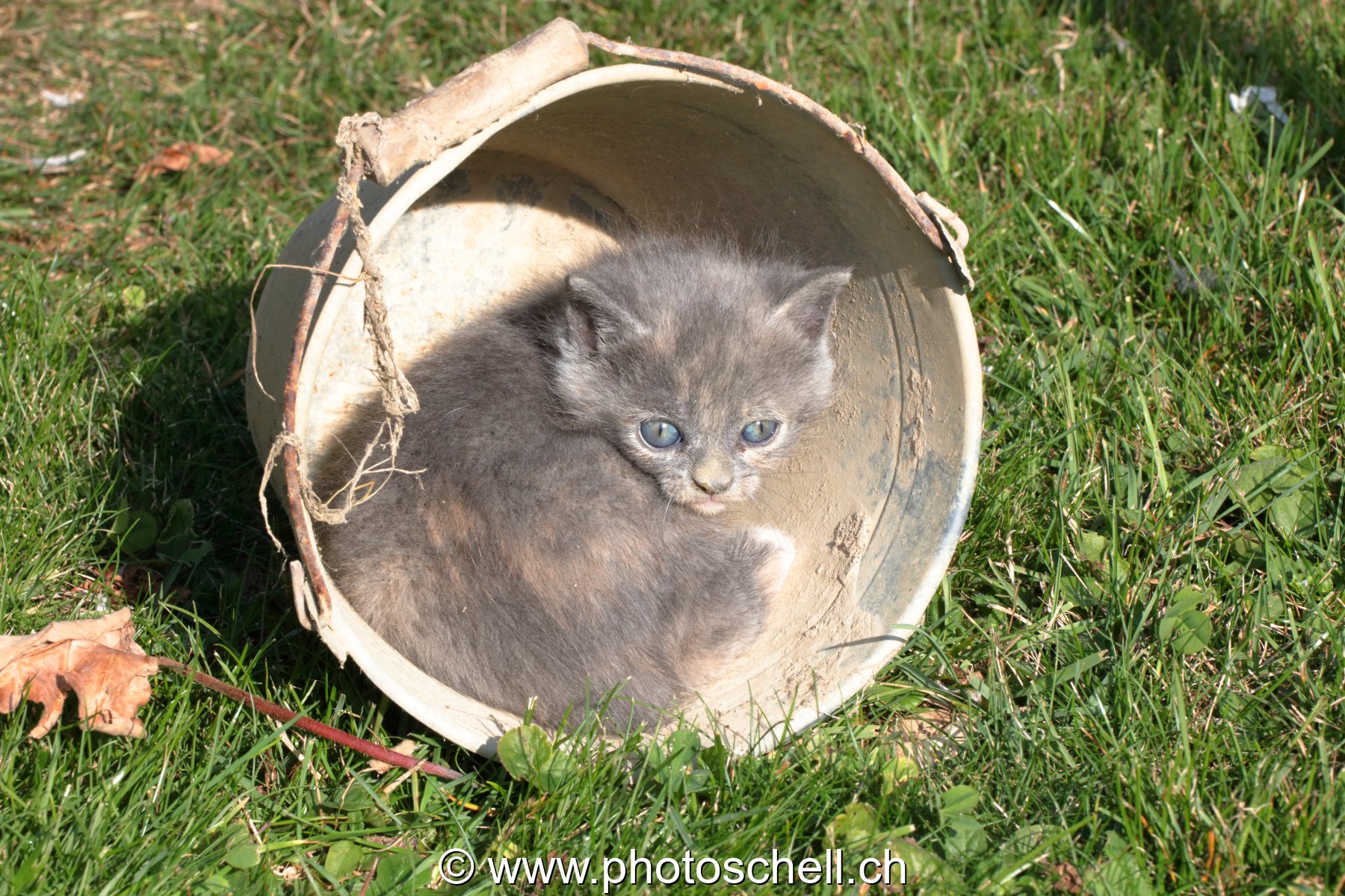 Chaton dans son seau