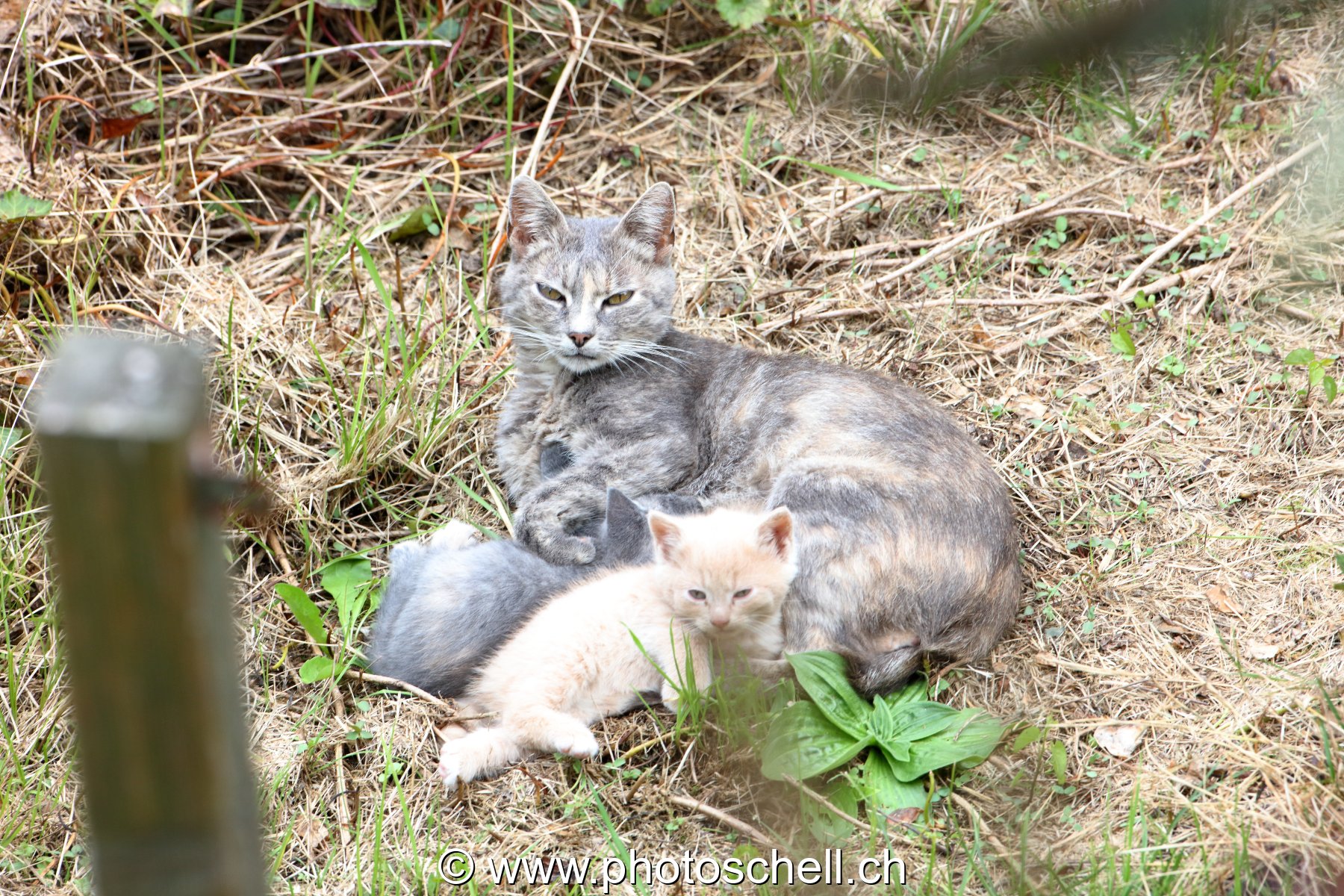 Chatons avec leur mère