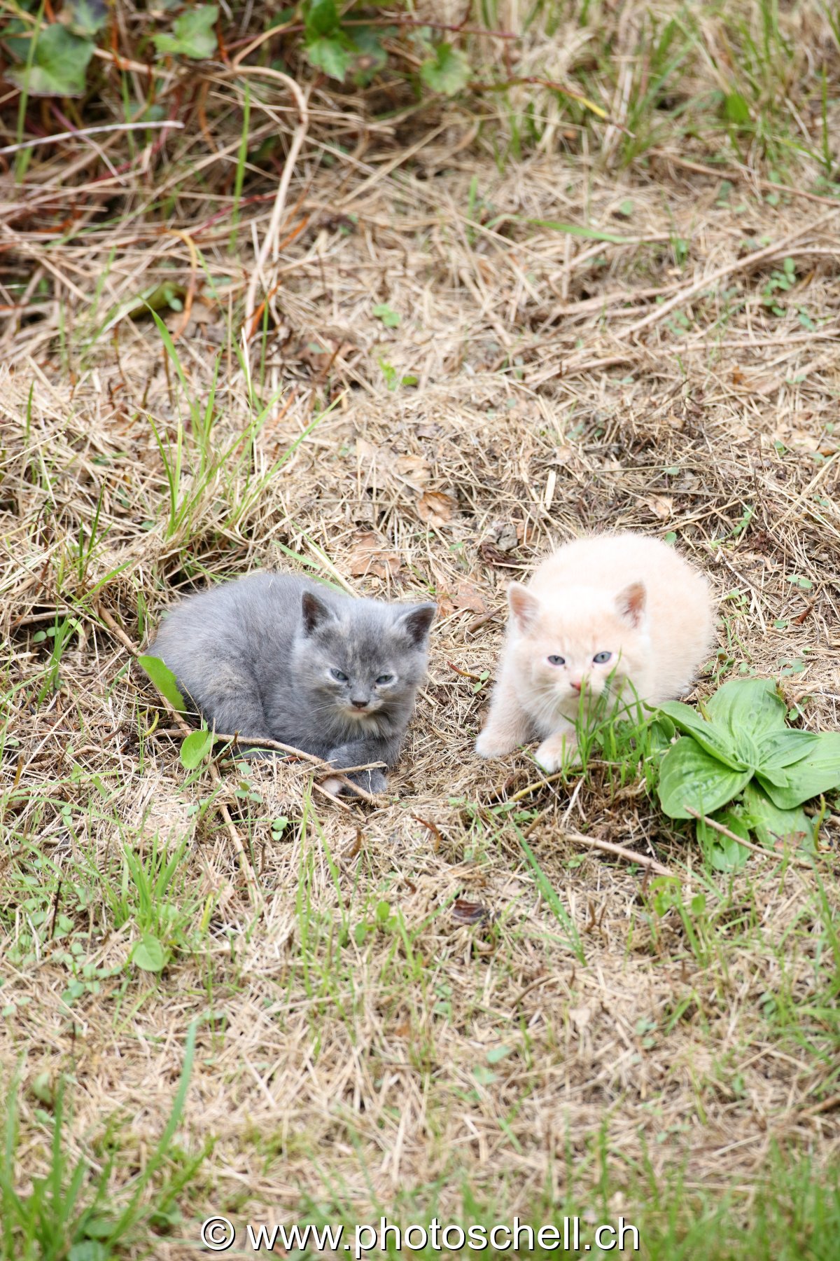 Chatons jouant dans l'herbe