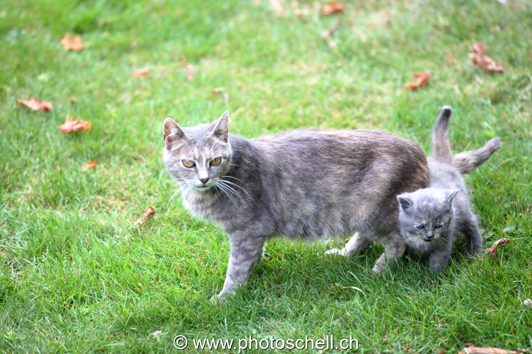 Chatons avec leur mère