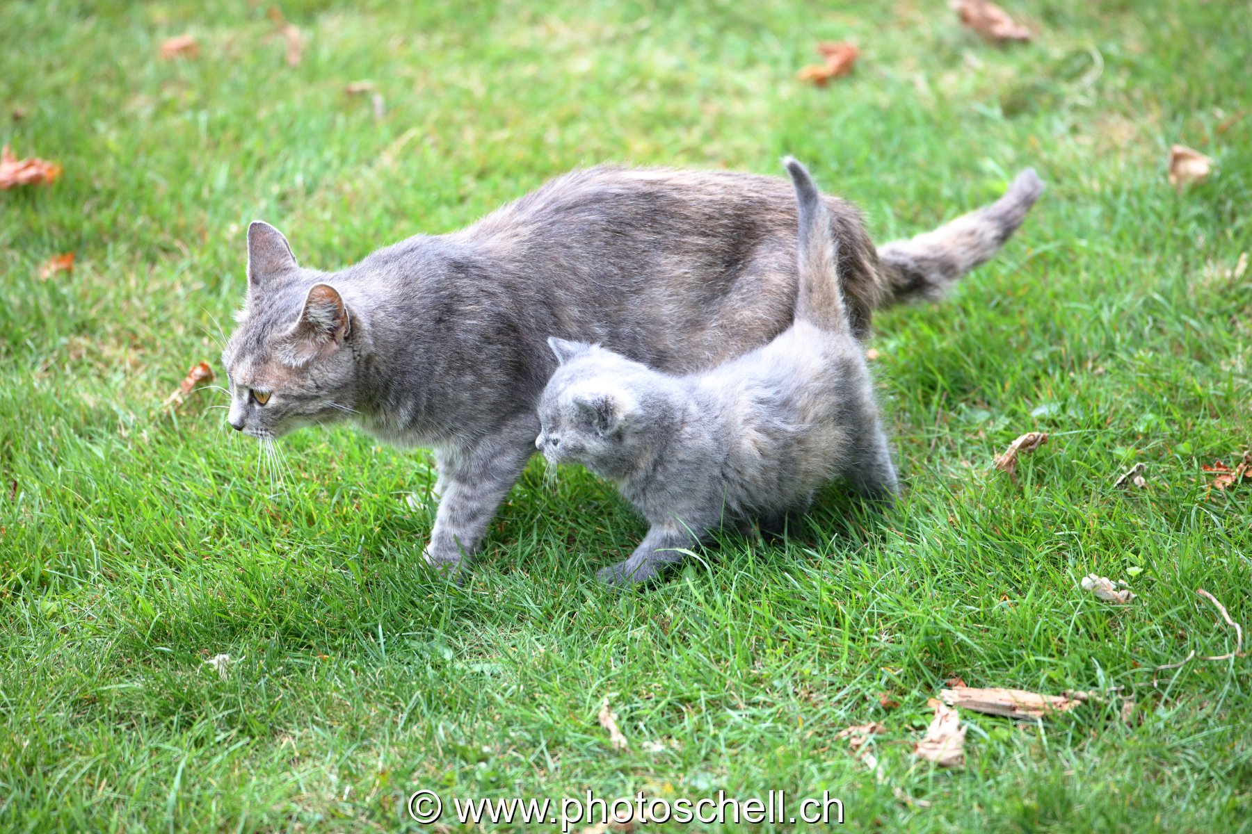 Chatons avec leur mère
