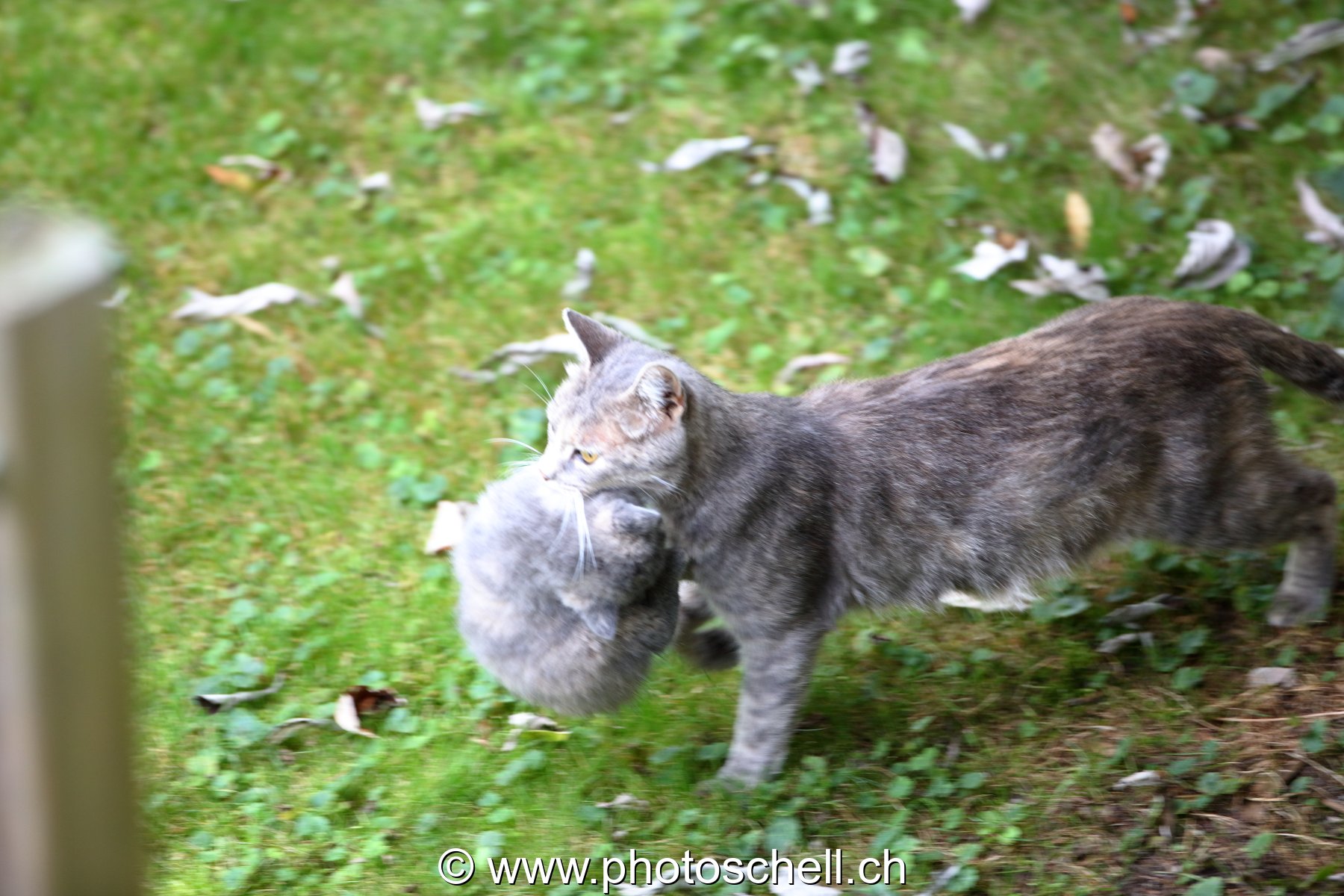 La chatte transports un chaton