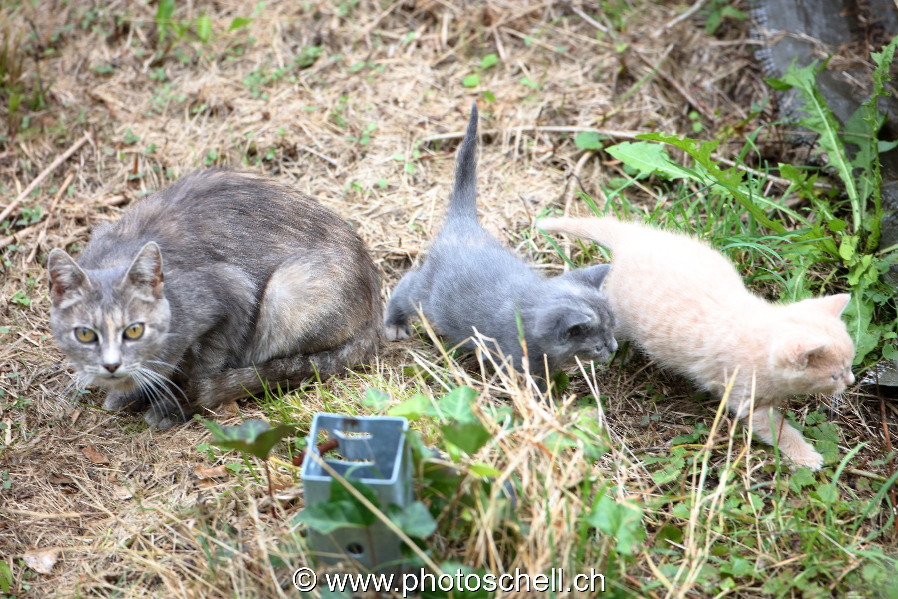 Chatons avec leur mère