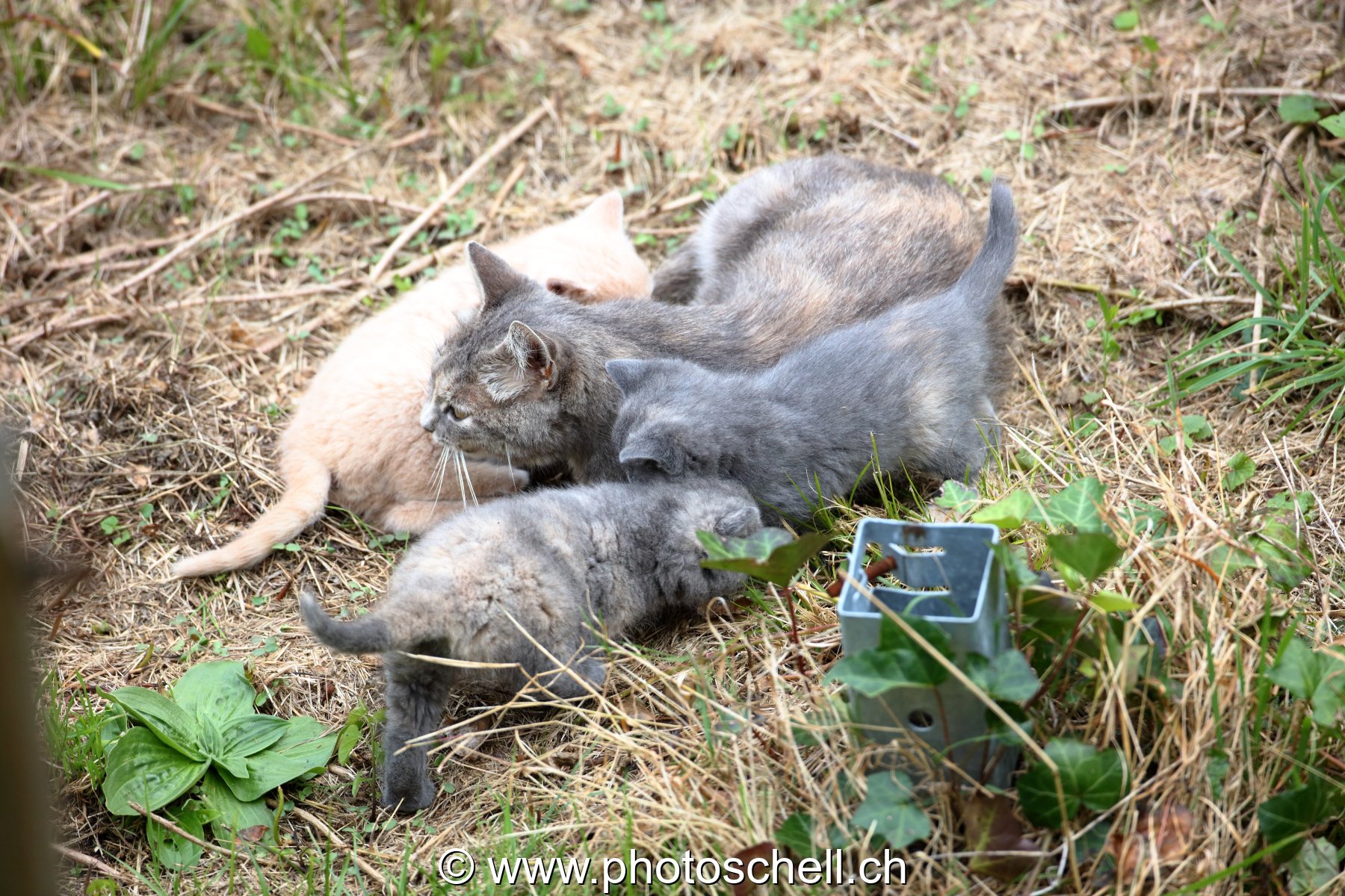 Chatons avec leur mère