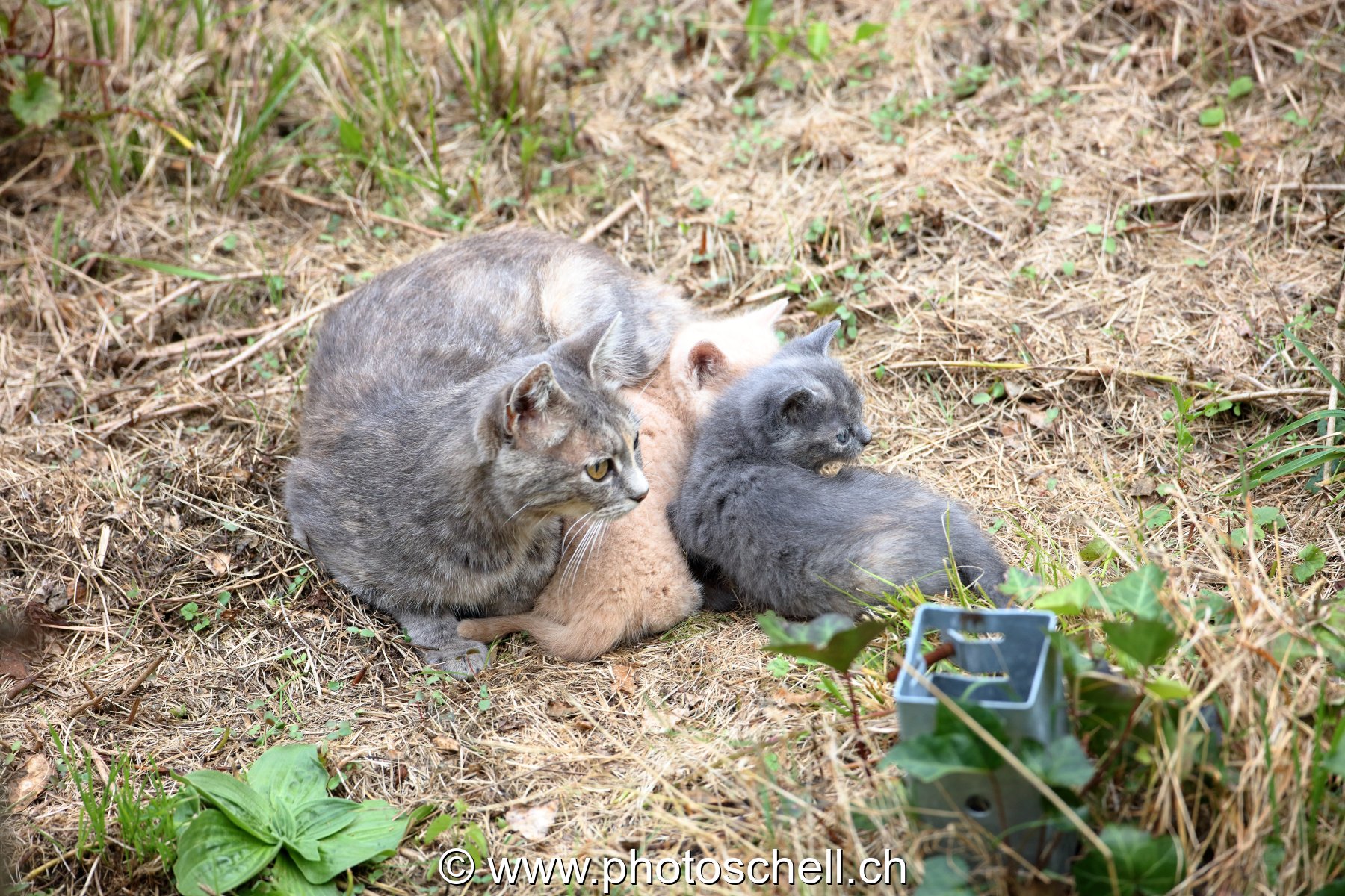 Chatons avec leur mère