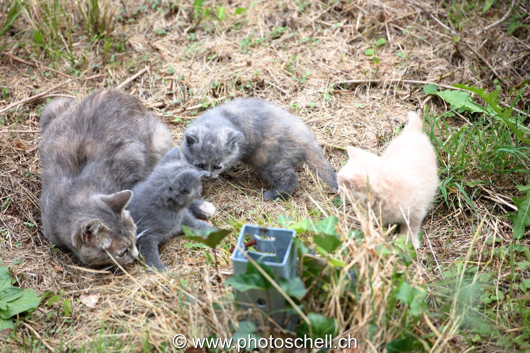 Chatons avec leur mère