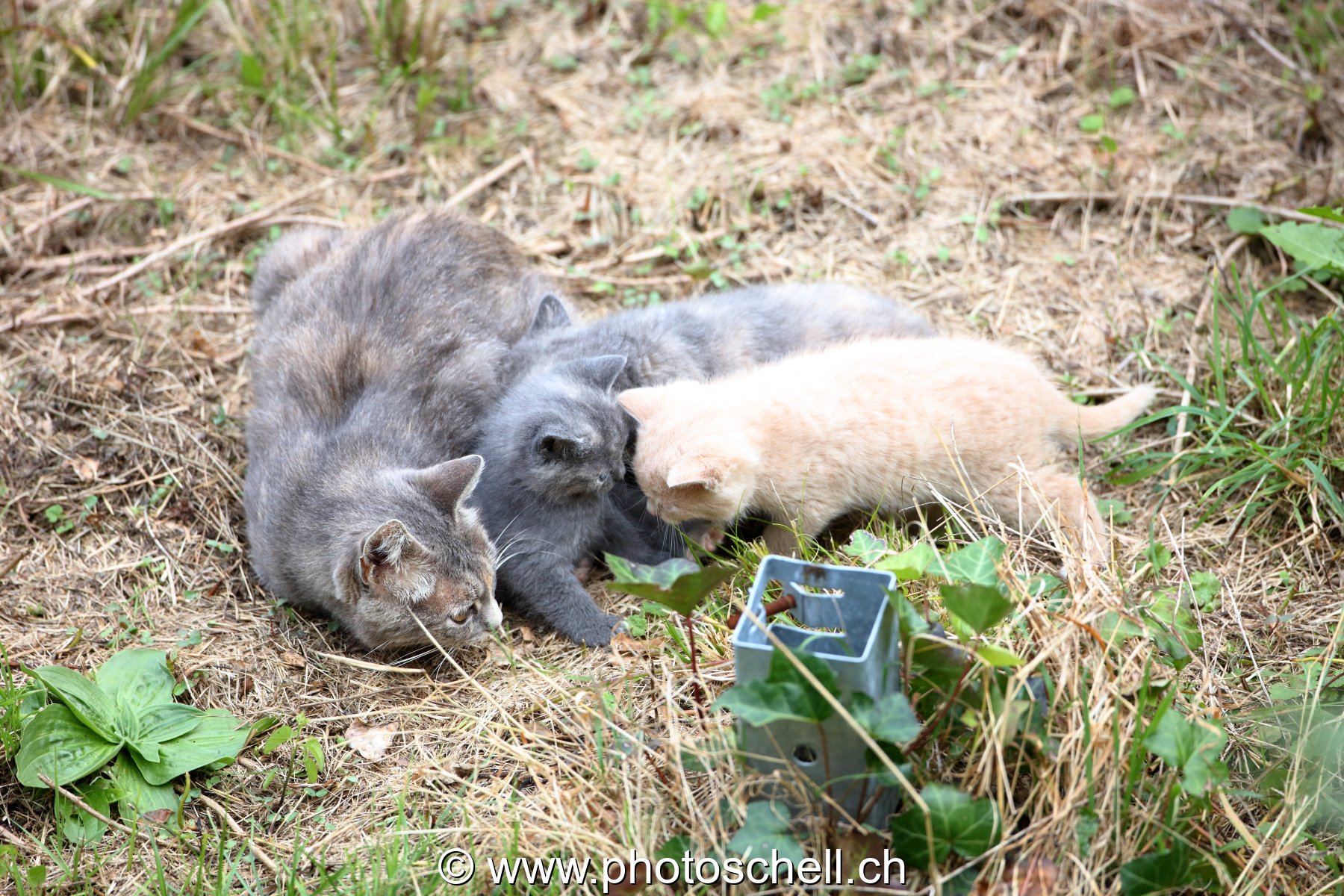 Chatons avec leur mère