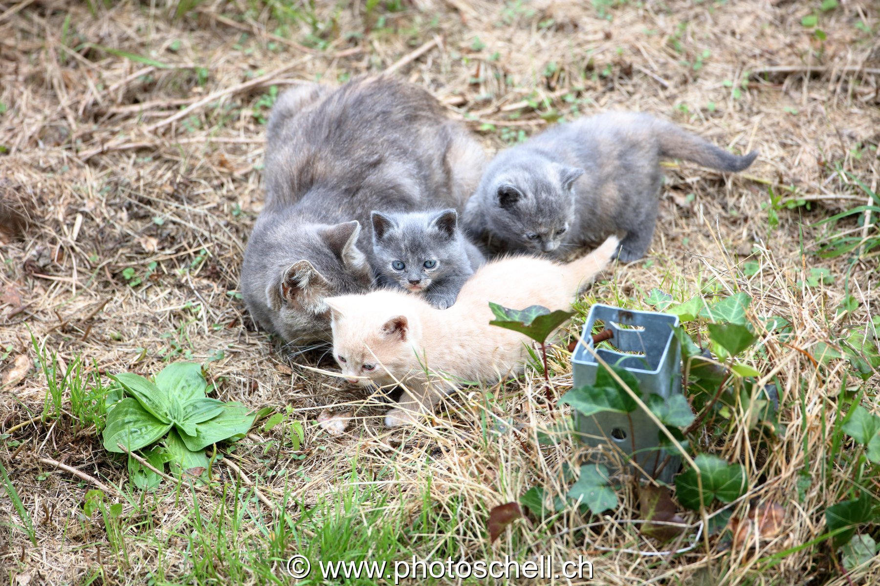 Chatons avec leur mère