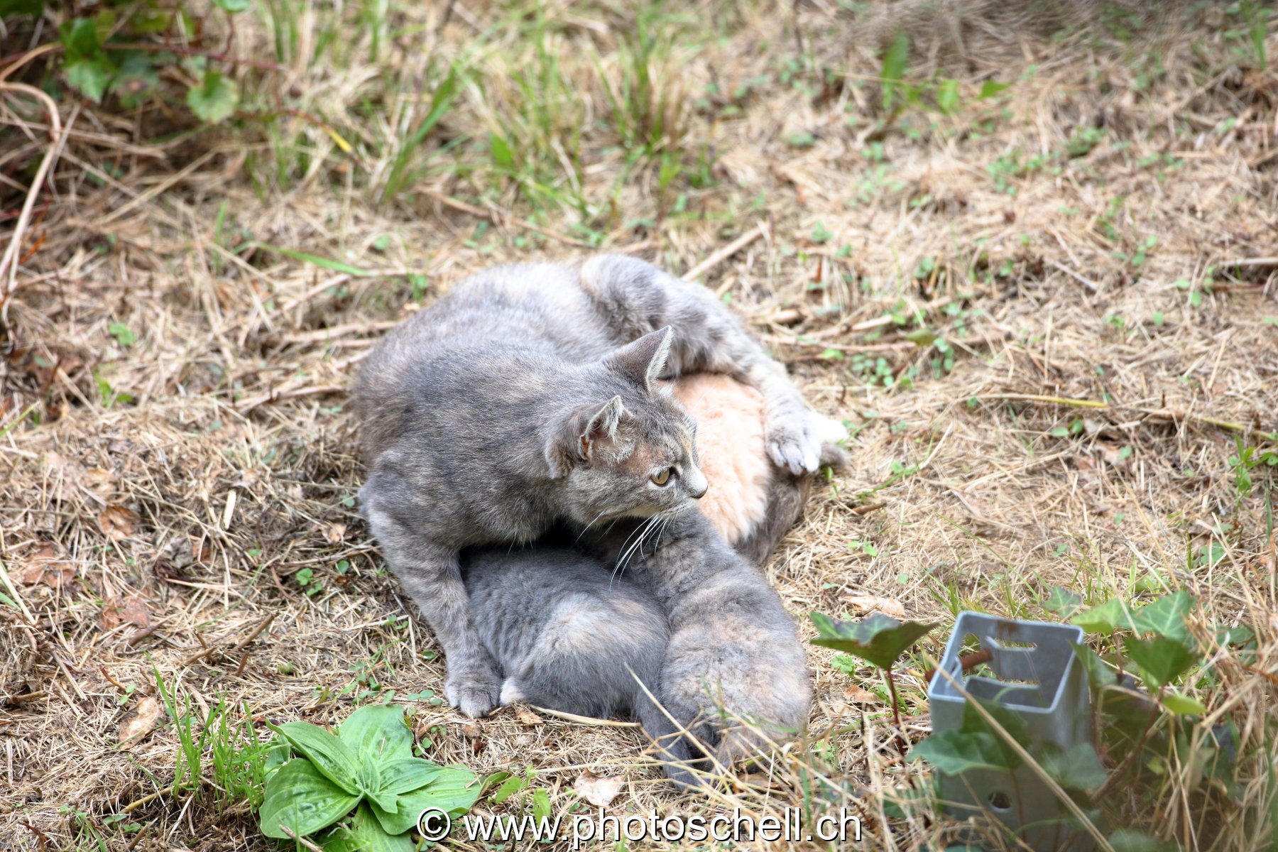 Chatons avec leur mère