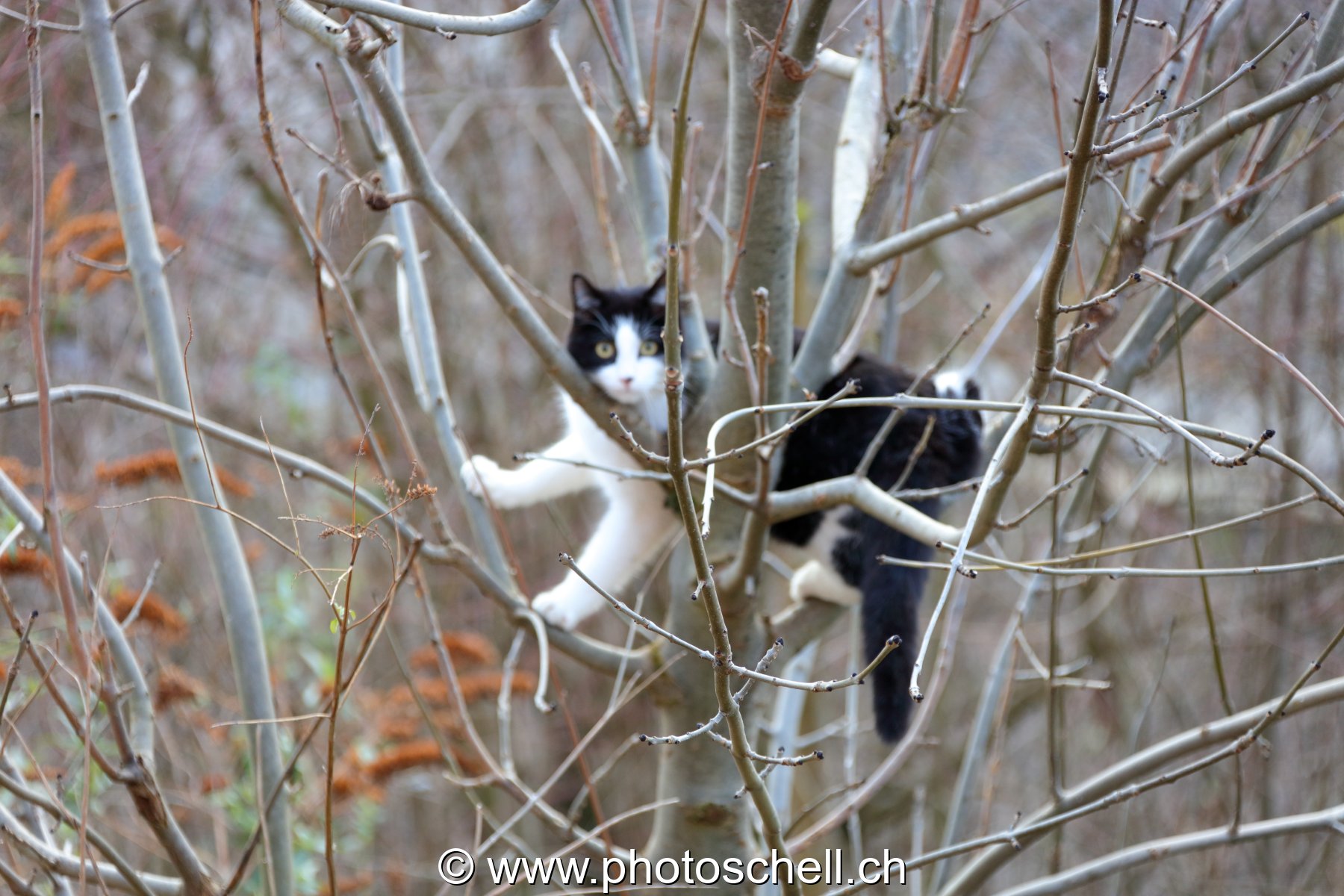 Chat en équilibre dabs un arbre
