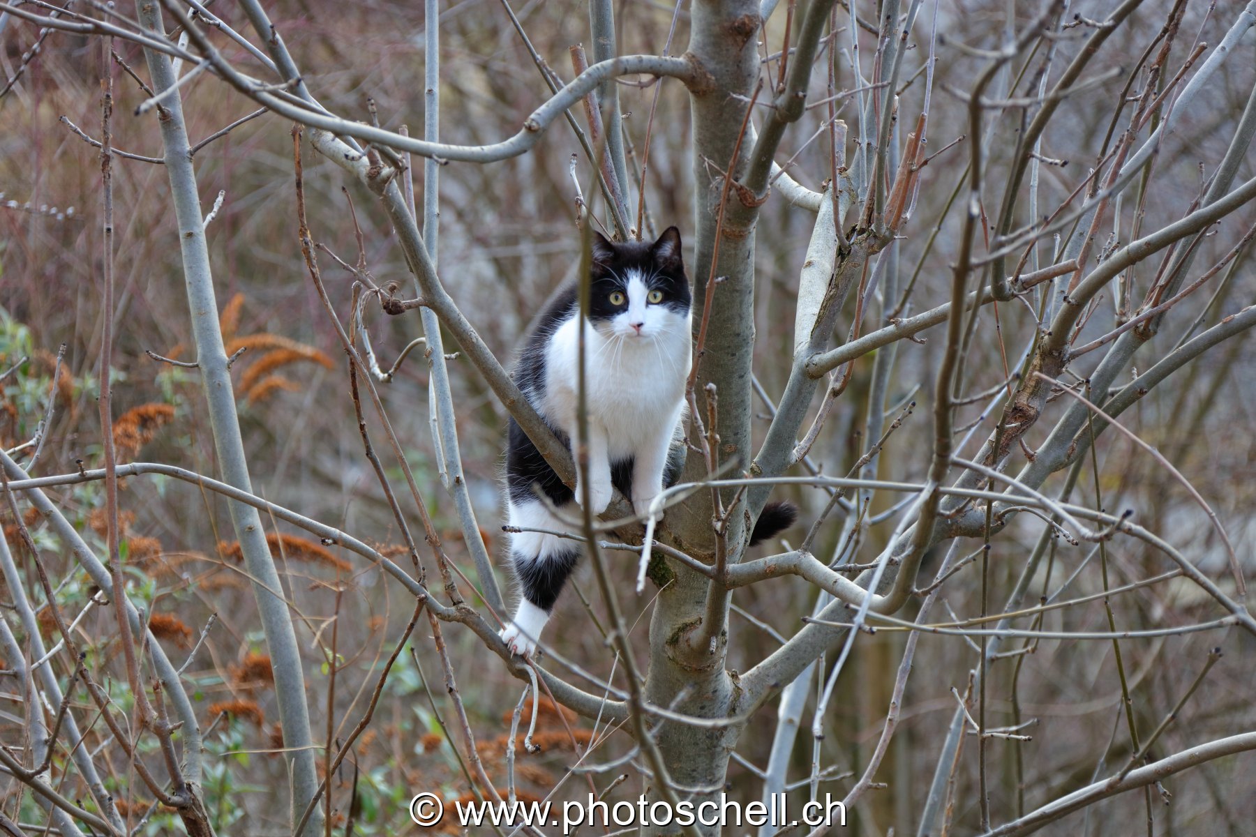 Chat en équilibre dabs un arbre