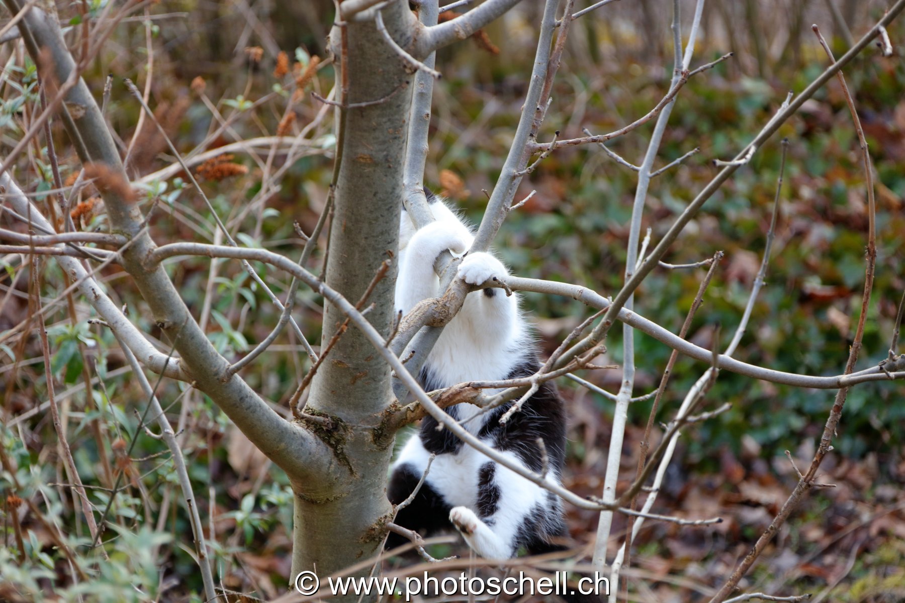 Chat en équilibre dabs un arbre