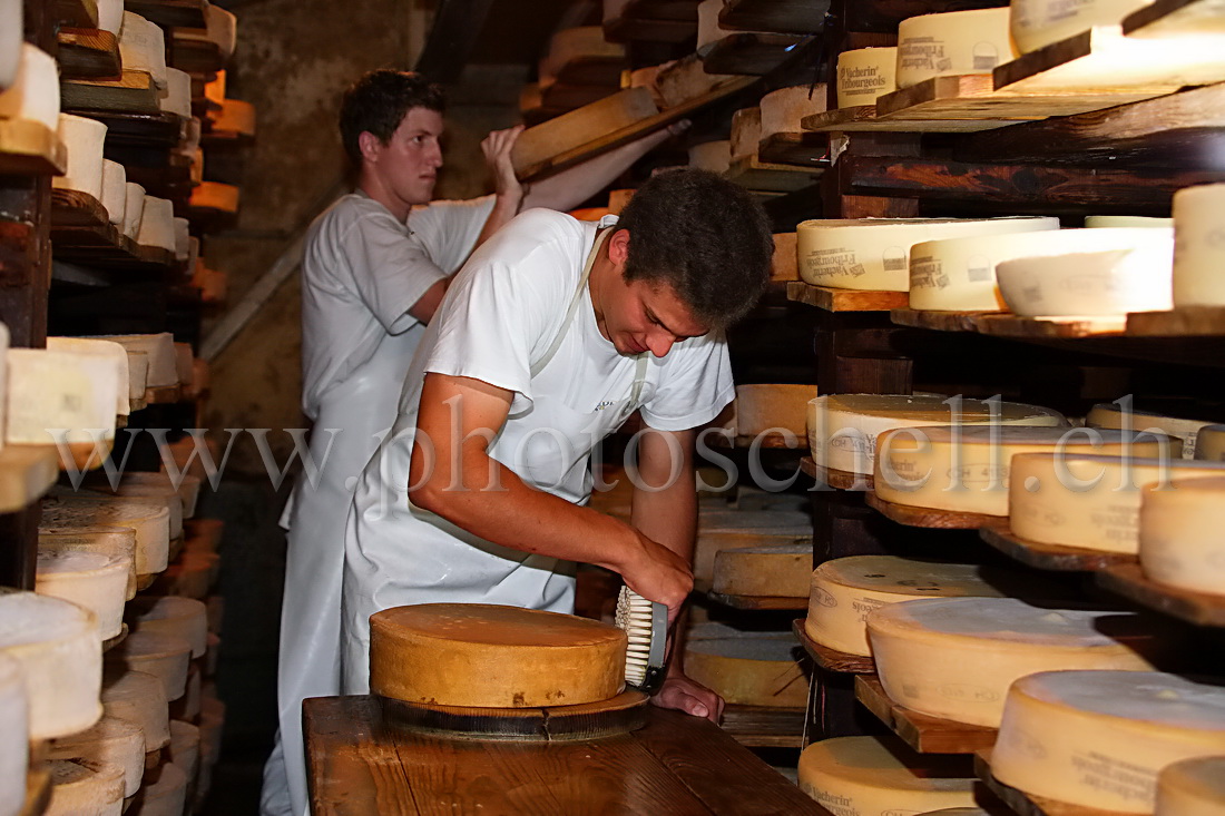 Le salage des meules de Vacherin