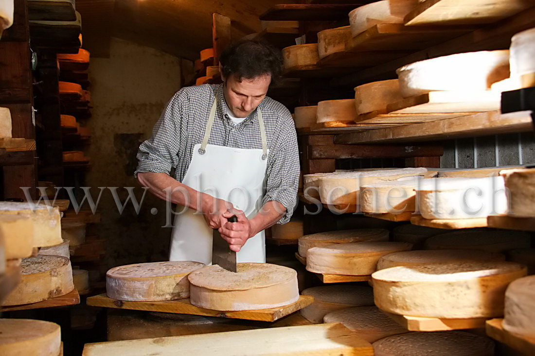 Découpe d'une meule de Vacherin dans la cave