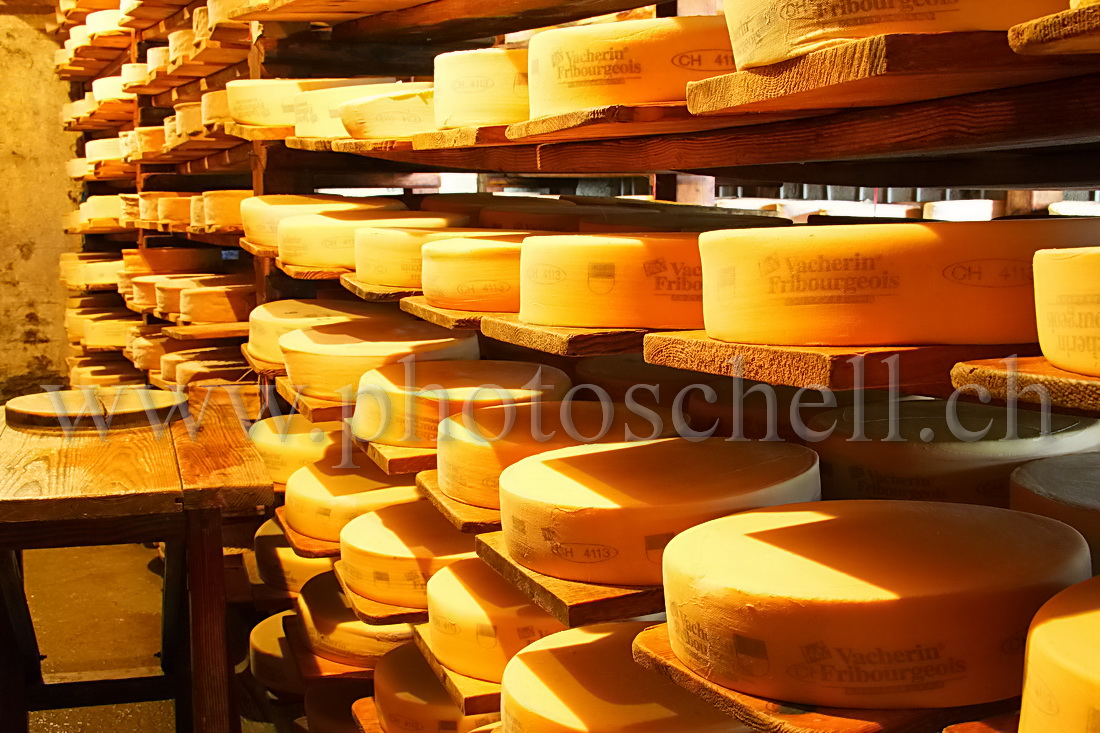 LE Vacherin Fribourgeois AOC en train de vieillir en cave