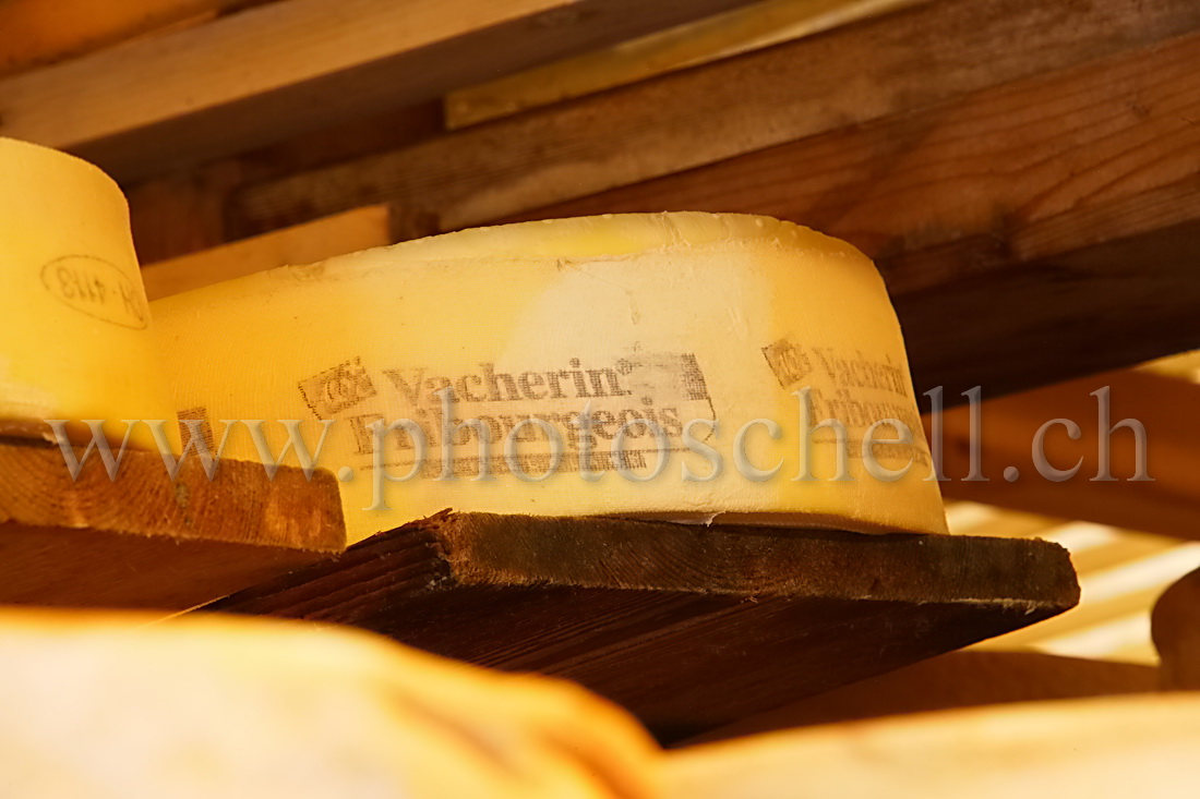 Le Vacherin Fribourgeois AOC en train de vieillir sur des planches de bois