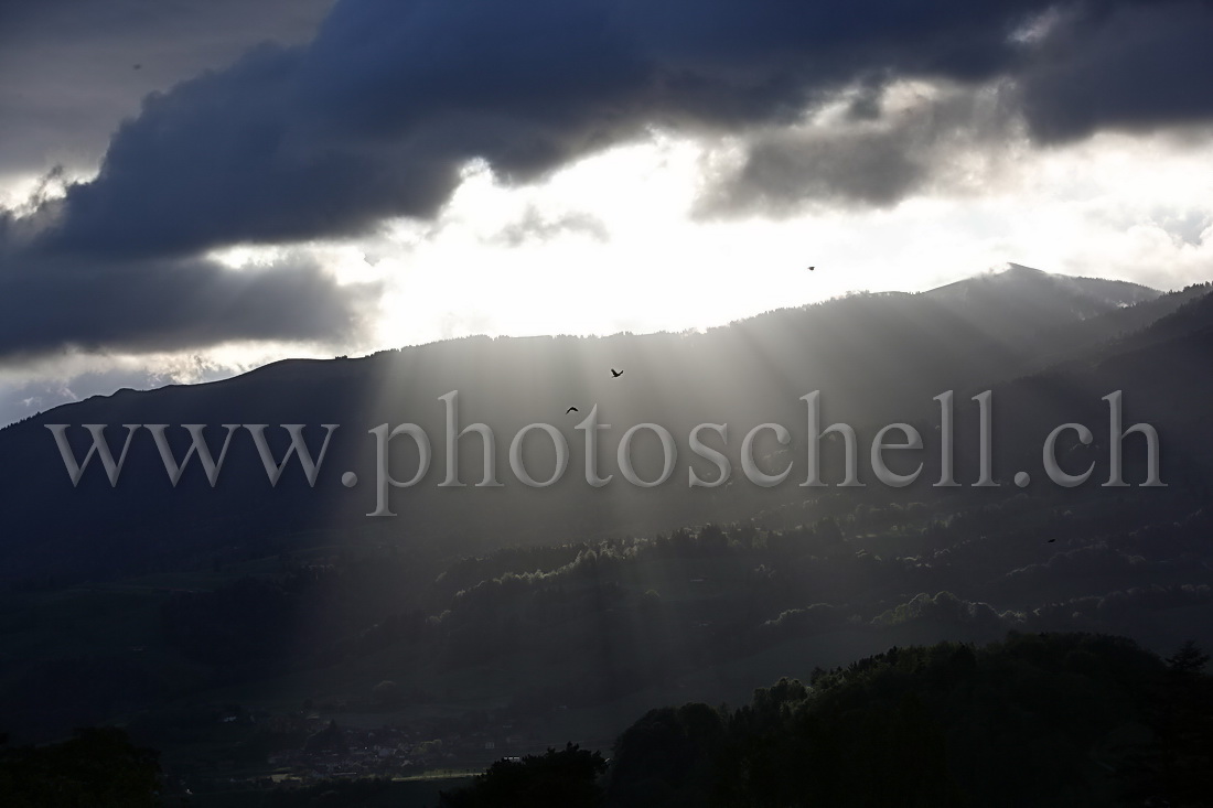 Oiseaux dans les rayons de soleil