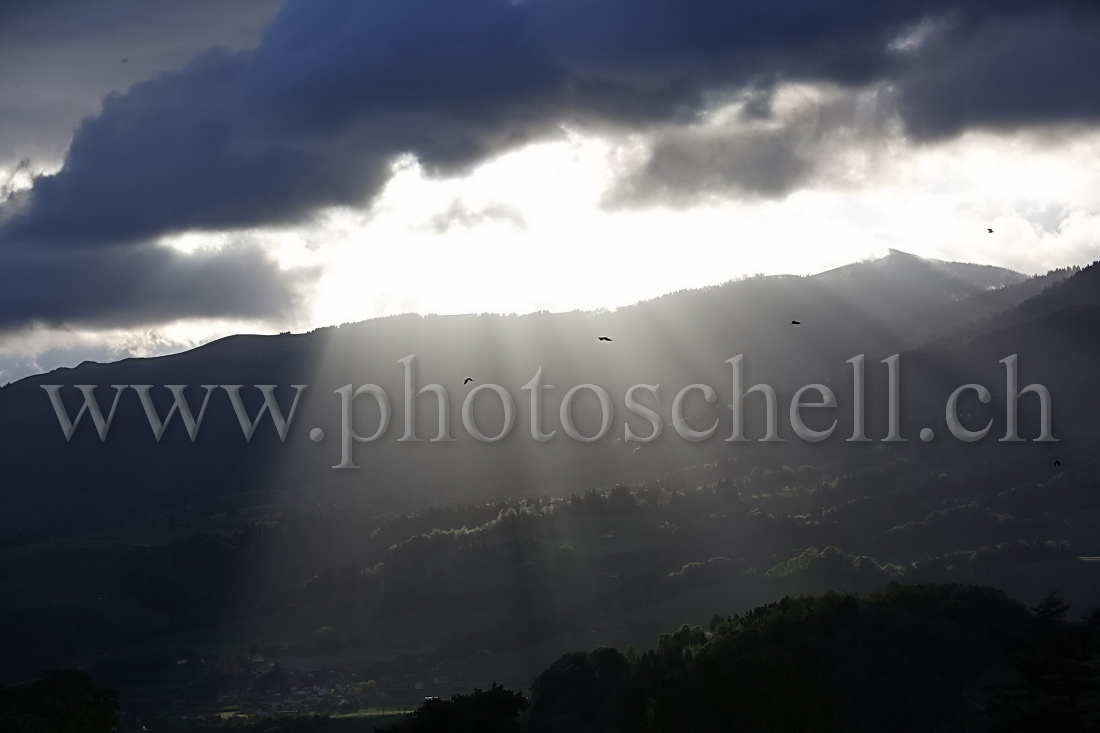 Oiseaux dans les rayons de soleil