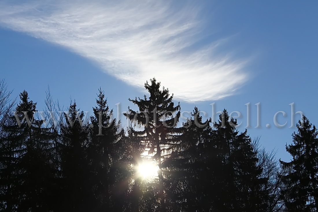 Soleil à travers les sapins