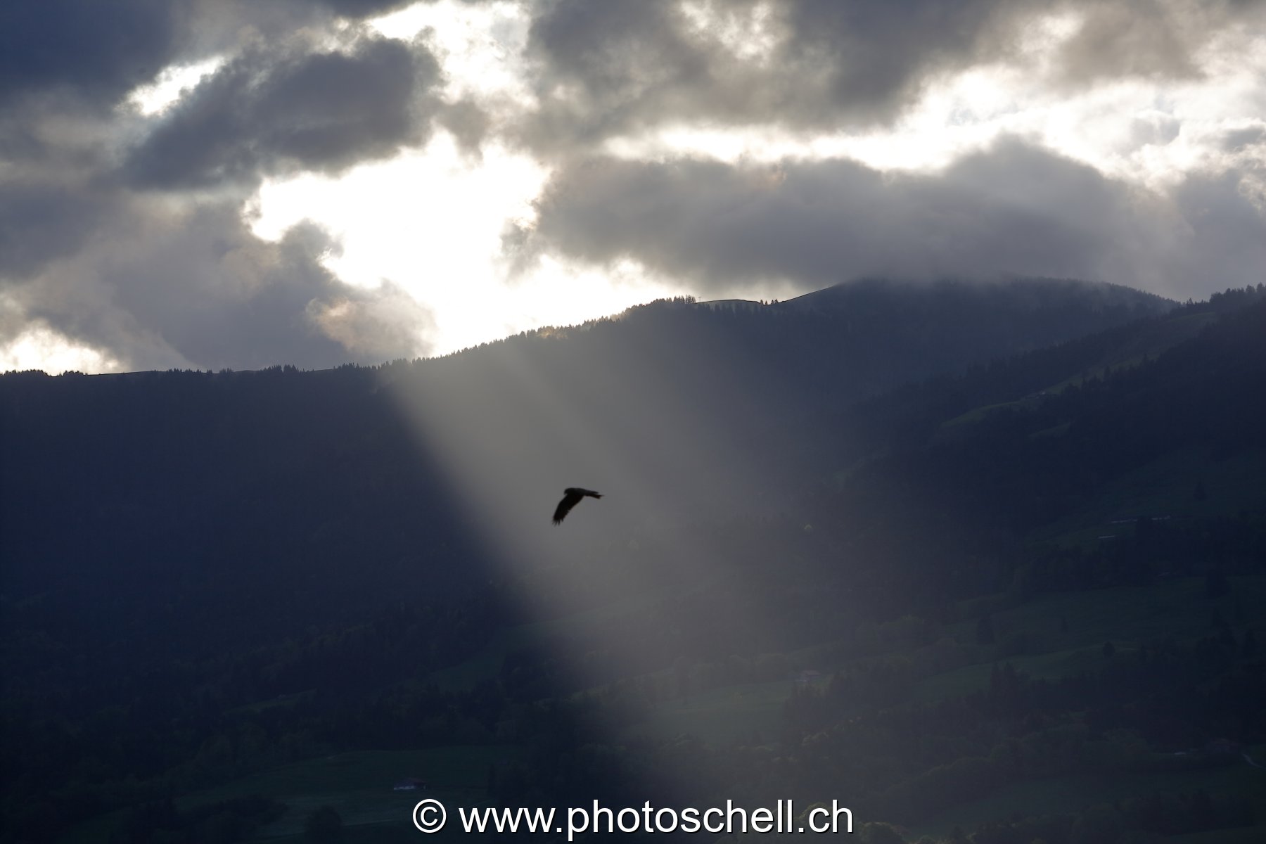 Photo 41