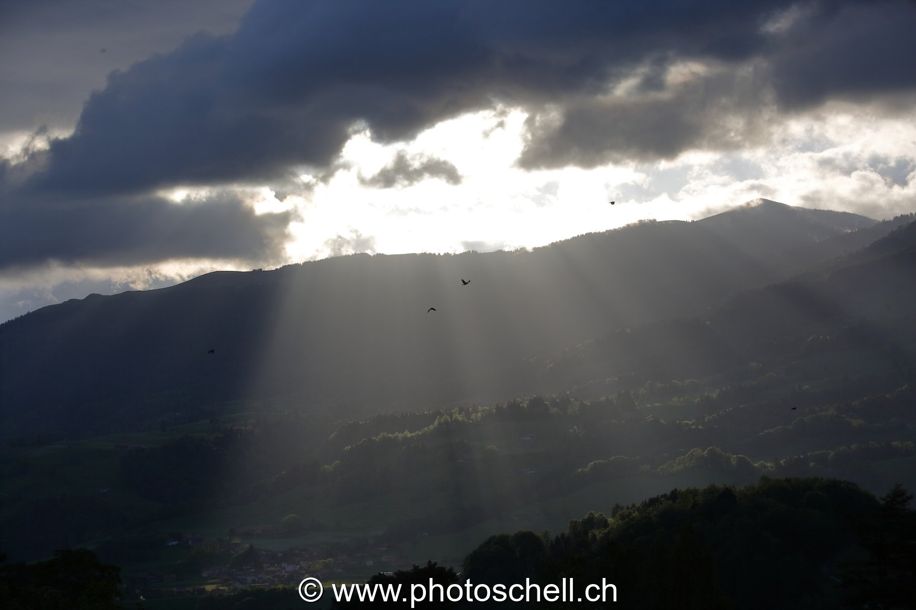 Oiseaux dans les rayons de soleil