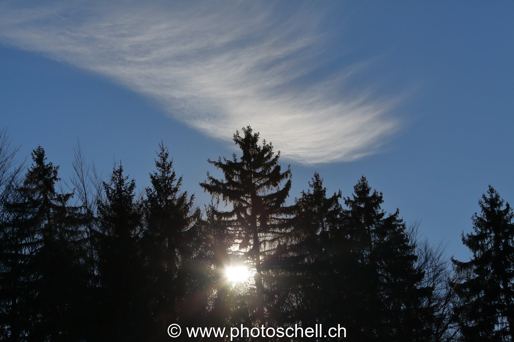 Soleil à travers les sapins