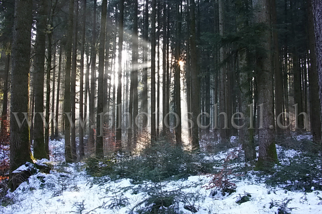 Le soleil perce à travers la forêt des monts de Marsens...