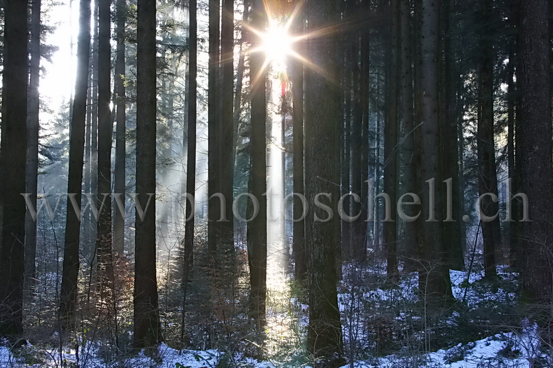 Le soleil perce à travers la forêt des monts de Marsens...