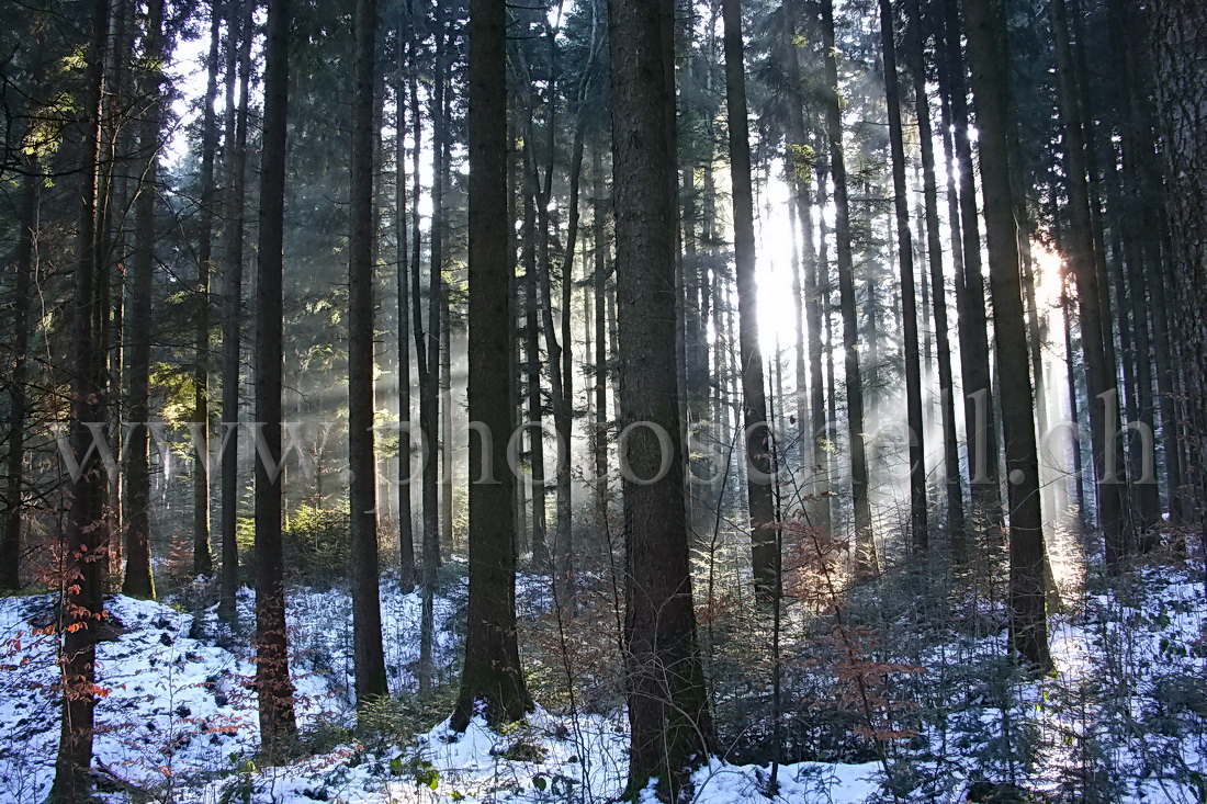 Le soleil perce à travers la forêt des monts de Marsens...