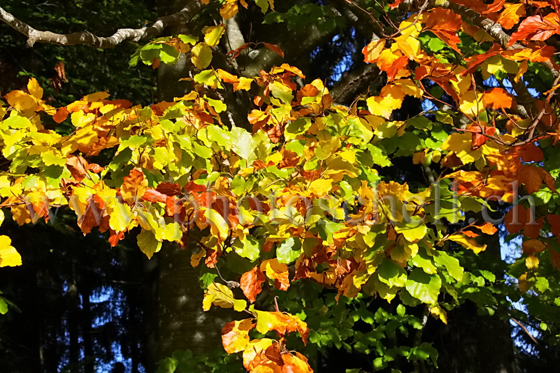 Couleurs des feuilles d'automne